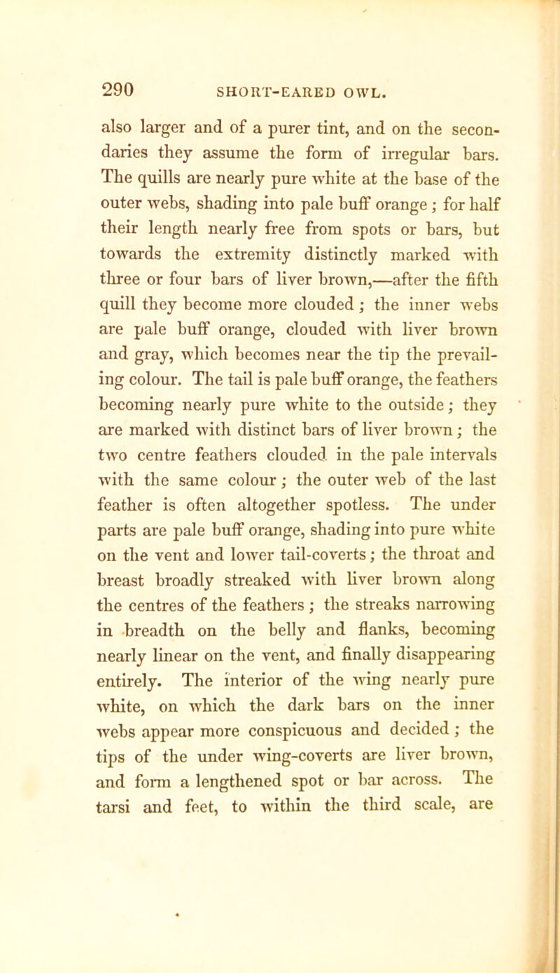 also larger and of a purer tint, and on the secon- daries they assume the form of irregular bars. The quills are nearly pure white at the base of the outer webs, shading into pale buff orange ; for half their length nearly free from spots or bars, but towards the extremity distinctly marked with three or four bars of liver brown,—after the fifth quill they become more clouded; the inner webs are pale buff orange, clouded with liver brown and gray, which becomes near the tip the prevail- ing colour. The tail is pale buff orange, the feathers becoming nearly pure white to the outside; they are marked with distinct bars of liver brown; the two centre feathers clouded in the pale intervals with the same colour; the outer web of the last feather is often altogether spotless. The under parts are pale buff orange, shading into pure white on the vent and lower tail-coverts; the throat and breast broadly streaked with liver brown along the centres of the feathers ; the streaks narrowing in breadth on the belly and flanks, becoming nearly linear on the vent, and finally disappearing entirely. The interior of the wing nearly pure white, on which the dark bars on the inner webs appear more conspicuous and decided; the tips of the under wing-coverts are liver brown, and form a lengthened spot or bar across. The tarsi and feet, to within the third scale, are