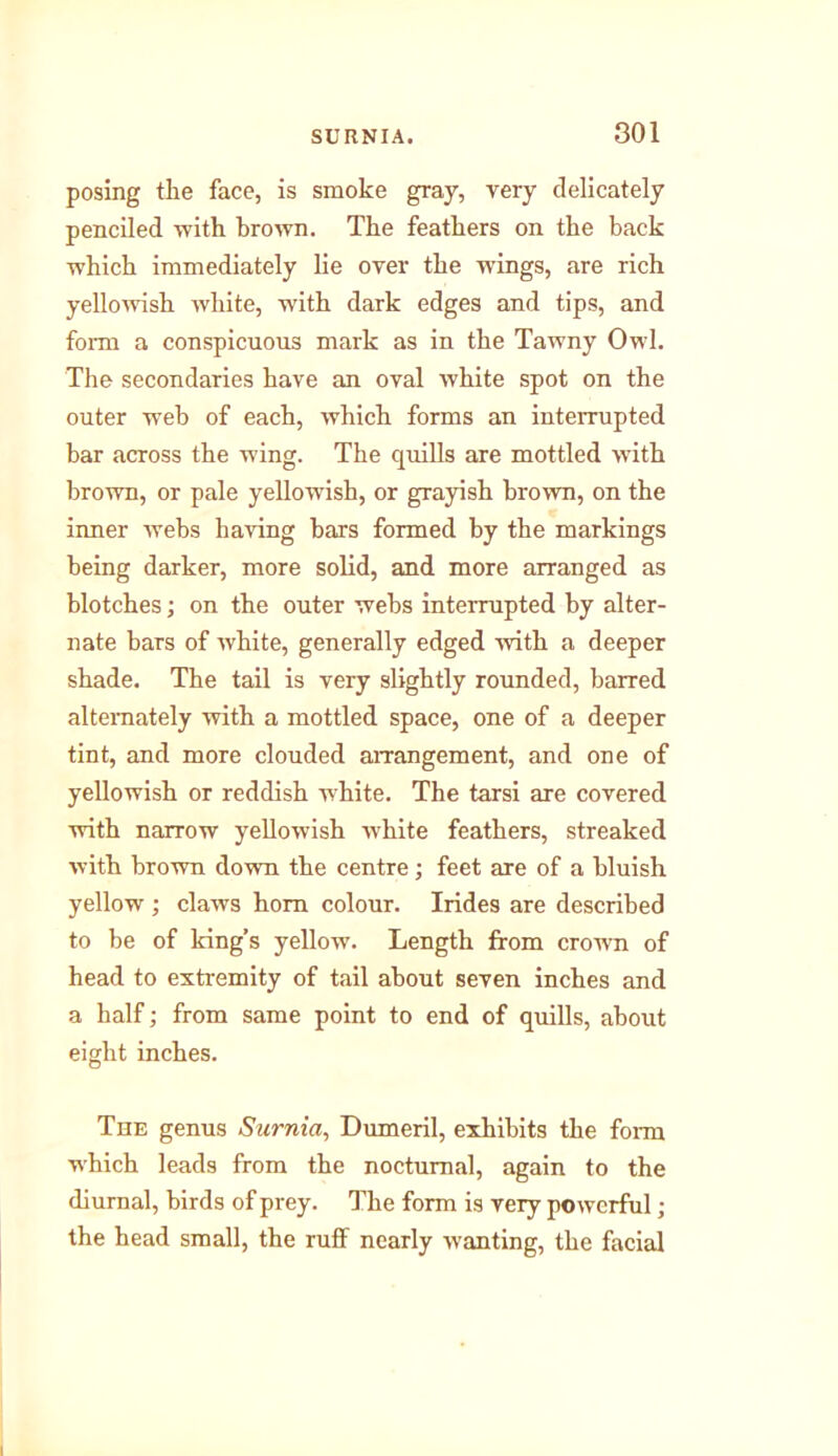 posing the face, is smoke gray, very delicately penciled with brown. The feathers on the back which immediately lie over the wings, are rich yellowish white, with dark edges and tips, and form a conspicuous mark as in the Tawny Owl. The secondaries have an oval white spot on the outer wTeb of each, which forms an interrupted bar across the wing. The quills are mottled with brown, or pale yellowish, or grayish brown, on the inner webs having bars formed by the markings being darker, more solid, and more arranged as blotches; on the outer webs interrupted by alter- nate bars of white, generally edged with a deeper shade. The tail is very slightly rounded, barred alternately with a mottled space, one of a deeper tint, and more clouded arrangement, and one of yellowish or reddish white. The tarsi are covered with narrow yellowish white feathers, streaked with brown down the centre; feet are of a bluish yellow ; claws horn colour. Irides are described to be of king’s yellow. Length from crown of head to extremity of tail about seven inches and a half; from same point to end of quills, about eight inches. The genus Surnia, Dumeril, exhibits the form which leads from the nocturnal, again to the diurnal, birds of prey. The form is very powerful; the head small, the ruff nearly wanting, the facial