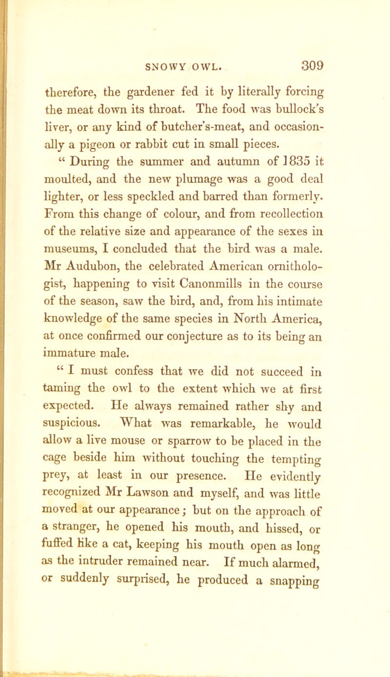 therefore, the gardener fed it by literally forcing the meat down its throat. The food was bullock’s liver, or any kind of hutcher’s-meat, and occasion- ally a pigeon or rabbit cut in small pieces. “ During the summer and autumn of 1835 it moulted, and the new plumage was a good deal lighter, or less speckled and barred than formerly. From this change of colour, and from recollection of the relative size and appearance of the sexes in museums, I concluded that the bird was a male. Mr Audubon, the celebrated American ornitholo- gist, happening to visit Canonmills in the course of the season, saw the bird, and, from his intimate knowledge of the same species in North America, at once confirmed our conjecture as to its being an immature male. “ I must confess that we did not succeed in taming the owl to the extent which we at first expected. He always remained rather shy and suspicious. What was remarkable, he would allow a live mouse or sparrow to be placed in the cage beside him without touching the tempting prey, at least in our presence. He evidently recognized Mr Lawson and myself, and was little moved at our appearance; hut on the approach of a stranger, he opened his mouth, and hissed, or fuffed like a cat, keeping his mouth open as long as the intruder remained near. If much alarmed, or suddenly surprised, he produced a snapping