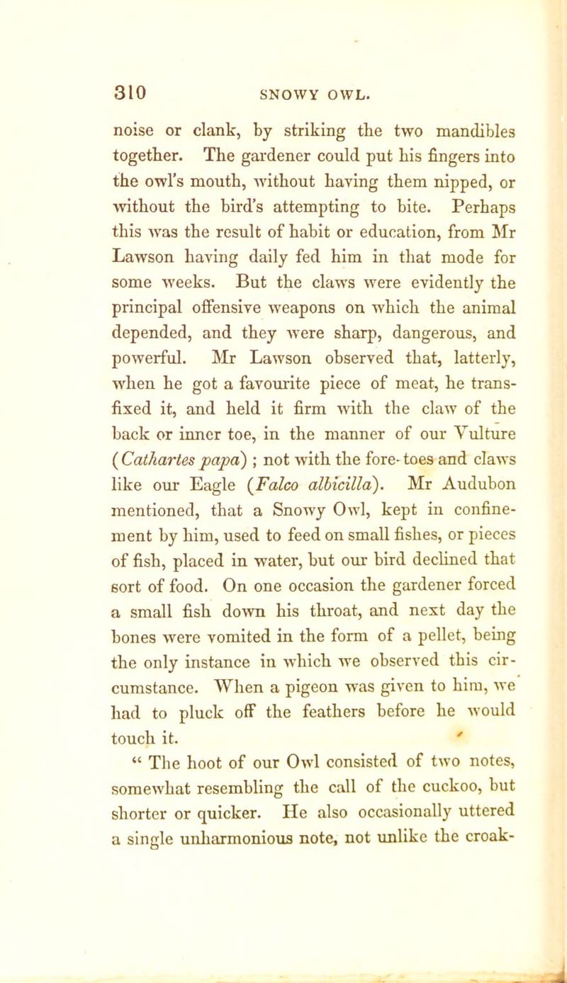 noise or clank, by striking the two mandibles together. The gardener could put his fingers into the owl’s mouth, without having them nipped, or without the bird’s attempting to bite. Perhaps this Avas the result of habit or education, from Mr Lawson having daily fed him in that mode for some weeks. But the claws were evidently the principal offensive Aveapons on Avhich the animal depended, and they Avere sharp, dangerous, and poAverful. Mr LaAvson observed that, latterly, AA'lien he got a favourite piece of meat, he trans- fixed it, and held it firm Avith the claAV of the back or inner toe, in the manner of our Vulture ( Cathartes papa) ; not Avith the fore- toes and claAvs like our Eagle (Falco albicilla). Mr Audubon mentioned, that a Snowy Oaat1, kept in confine- ment by him, used to feed on small fishes, or pieces of fish, placed in water, but our bird declined that sort of food. On one occasion the gardener forced a small fish doAvn his throat, and next day the hones Avere vomited in the form of a pellet, being the only instance in which we observed this cir- cumstance. When a pigeon was giAren to him, Ave had to pluck off the feathers before he Avould touch it. “ The hoot of our OavI consisted of two notes, someAvhat resembling the call of the cuckoo, but shorter or quicker. He also occasionally uttered a single unkarmonious note, not unlike the croak-