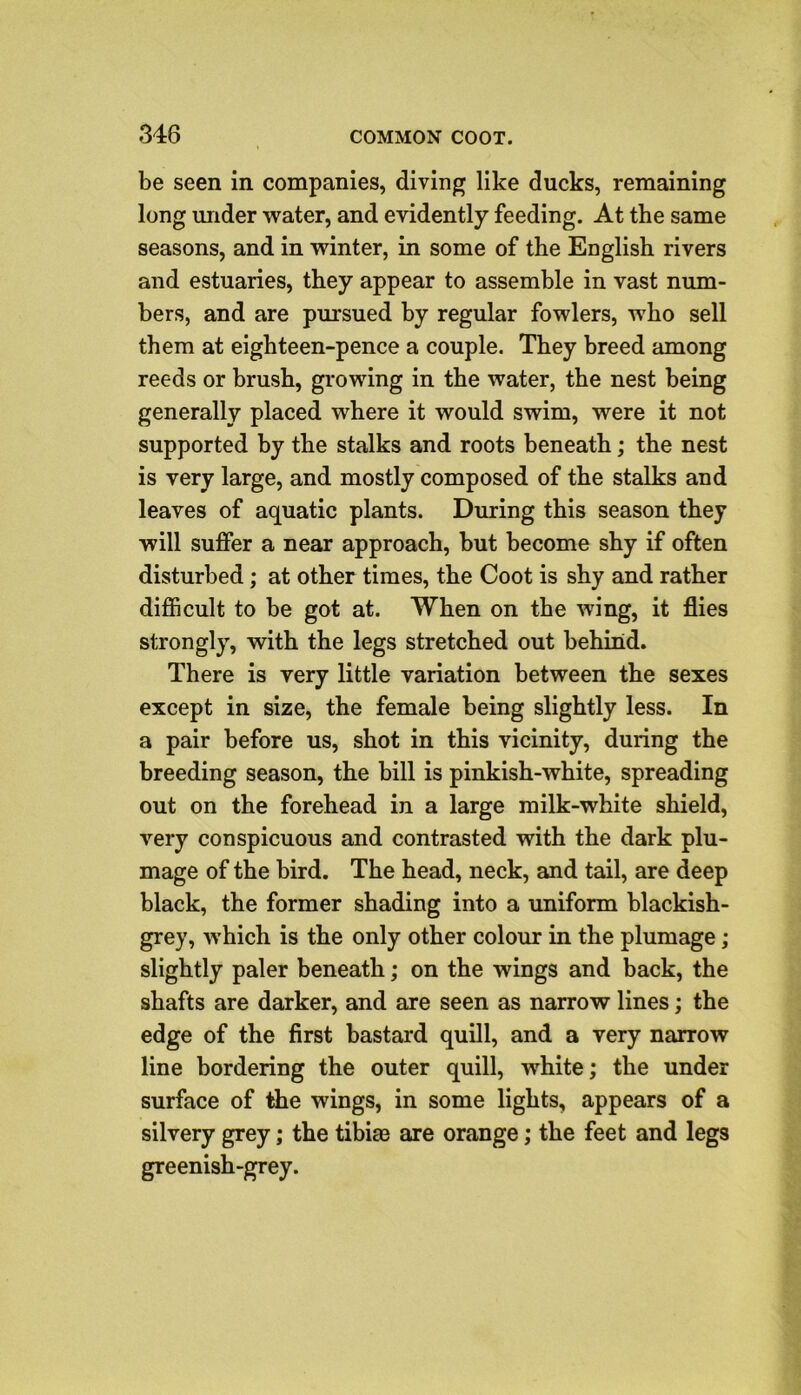 be seen in companies, diving like ducks, remaining long under water, and evidently feeding. At the same seasons, and in winter, in some of the English rivers and estuaries, they appear to assemble in vast num- bers, and are pursued by regular fowlers, who sell them at eighteen-pence a couple. They breed among reeds or brush, growing in the water, the nest being generally placed where it would swim, were it not supported by the stalks and roots beneath; the nest is very large, and mostly composed of the stalks and leaves of aquatic plants. During this season they will suffer a near approach, but become shy if often disturbed; at other times, the Coot is shy and rather difficult to be got at. When on the wing, it flies strongly, with the legs stretched out behind. There is very little variation between the sexes except in size, the female being slightly less. In a pair before us, shot in this vicinity, during the breeding season, the bill is pinkish-white, spreading out on the forehead in a large milk-white shield, very conspicuous and contrasted with the dark plu- mage of the bird. The head, neck, and tail, are deep black, the former shading into a uniform blackish- grey, which is the only other colour in the plumage; slightly paler beneath; on the wings and back, the shafts are darker, and are seen as narrow lines; the edge of the first bastard quill, and a very narrow line bordering the outer quill, white; the under surface of the wings, in some lights, appears of a silvery grey; the tibiae are orange; the feet and legs greenish-grey.