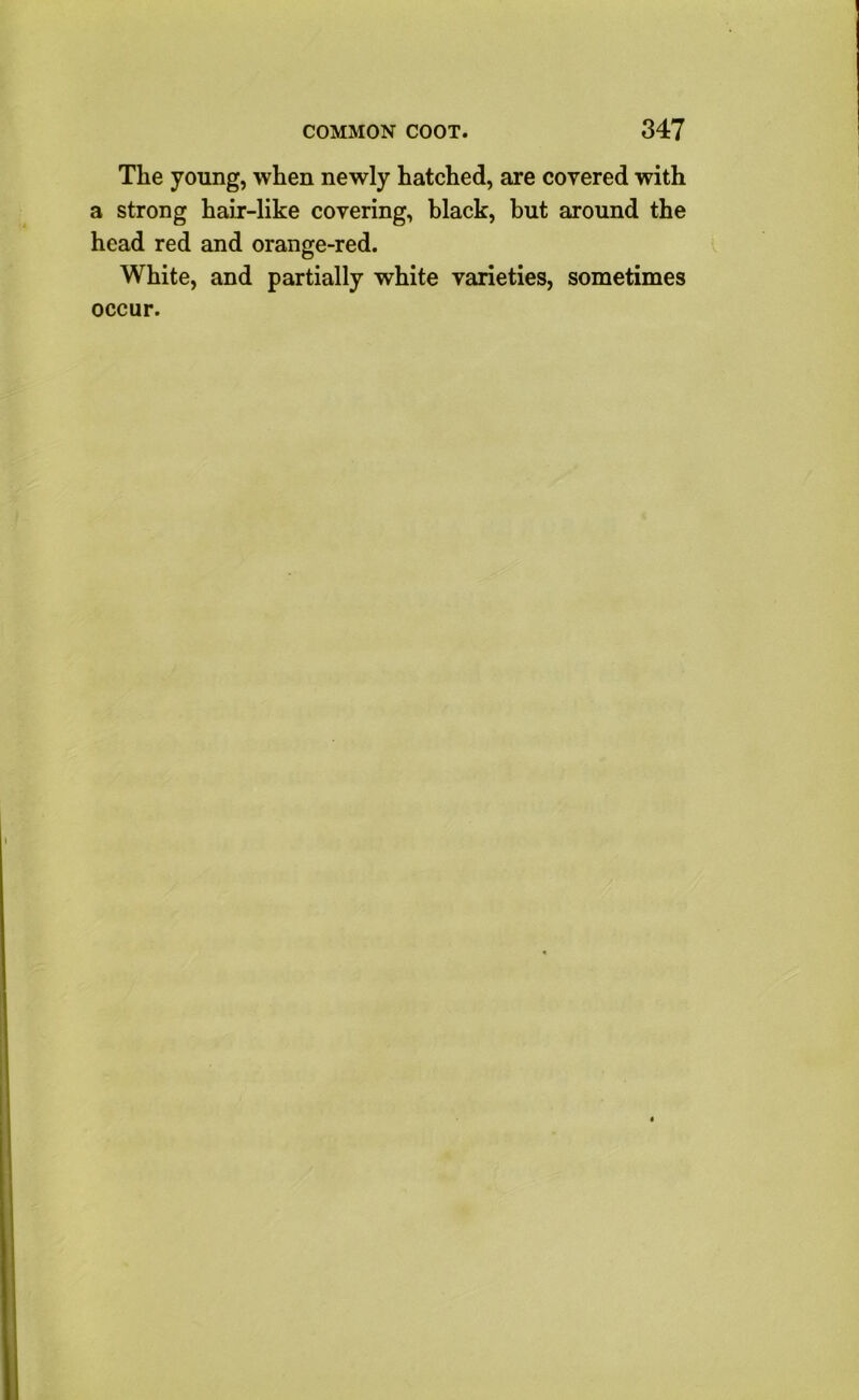 The young, when newly hatched, are corered with a strong hair-like covering, black, but around the head red and orange-red. White, and partially white varieties, sometimes occur.