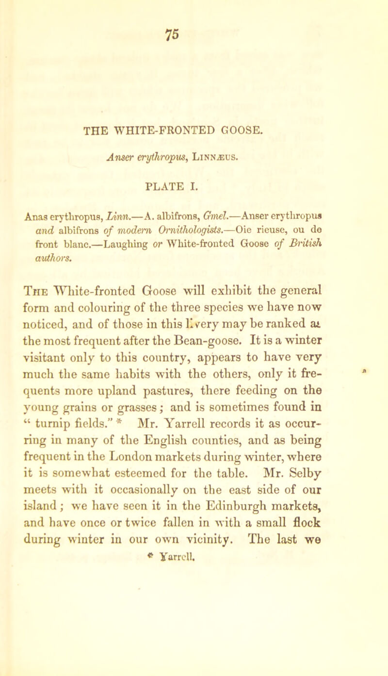 THE WHITE-FRONTED GOOSE. Ansa- erytliropus, Linnaeus. PLATE I. Anas erytliropus, Linn.—A. albifrons, Ginel.—Anser erytliropus and albifrons of modern Ornithologists.—Oie rieuse, ou de front blanc.—Laughing or White-fronted Goose of British authors. The White-fronted Goose will exhibit the general form and colouring of the three species we have now noticed, and of those in this livery may be ranked at the most frequent after the Bean-goose. It is a winter visitant only to this country, appears to have very much the same habits with the others, only it fre- quents more upland pastures, there feeding on the young grains or grasses; and is sometimes found in “ turnip fields.” * Mr. Yarrell records it as occur- ring in many of the English counties, and as being frequent in the London markets during winter, where it is somewhat esteemed for the table. Mr. Selby meets with it occasionally on the east side of our island; we have seen it in the Edinburgh markets, and have once or twice fallen in with a small flock during winter in our own vicinity. The last we « Yarrell.