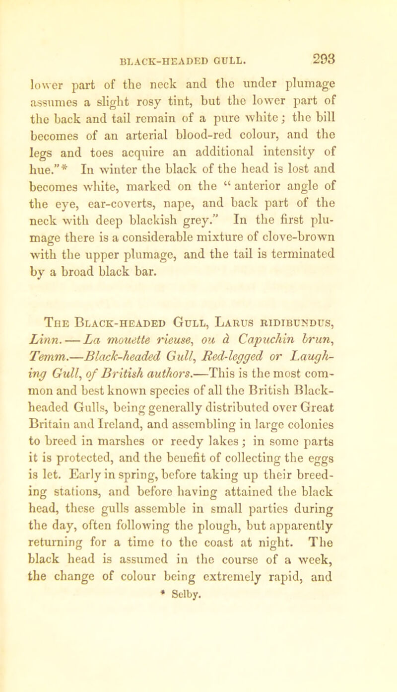 lower part of the neck and the under plumage assumes a slight rosy tint, but the lower part of the back and tail remain of a pure white; the bill becomes of an arterial blood-red colour, and the legs and toes acquire an additional intensity of hue.”* In winter the black of the head is lost and becomes white, marked on the “ anterior angle of the eye, ear-coverts, nape, and back part of the neck with deep blackish grey.” In the first plu- mage there is a considerable mixture of clove-brown with the upper plumage, and the tail is terminated by a broad black bar. The Black-headed Gull, Larus ridibundus, Linn. — La mouette rieuse, ou a Capuchin brim, Temm.—Black-headed Gull, Bed-legged or Laugh- ing Gull, of British authors.'—This is the most com- mon and best known species of all the British Black- headed Gulls, being generally distributed over Great Britain and Ireland, and assembling in large colonies to breed in marshes or reedy lakes; in some parts it is protected, and the benefit of collecting the eggs is let. Early in spring, before taking up their breed- ing stations, and before having attained the black head, these gulls assemble in small parties during the day, often following the plough, but apparently returning for a time to the coast at night. The black head is assumed in the course of a week, the change of colour being extremely rapid, and * Selby.