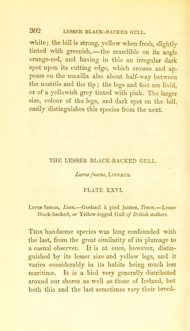 white; the bill is strong, yellow when fresh, slightly tinted with greenish,—the mandible on its angle orange-red, and having in this an irregular dark spot upon its cutting edge, which crosses and ap- pears on the maxilla also about half-way between the nostrils and the tip; the legs and feet are livid, or of a yellowish grey tinted with pink. The larger size, colour of the legs, and dark spot on the bill, easily distinguishes this species from the next. THE LESSER BLACK-BACKED GULL. Larus fuscus, Linnaeus. PLATE XXVI. Laras fuscus, Linn.—Goeland a pied jaunes, Tem/tn.—Lesser Black-backed, or Yellow-legged Gull of British authors. This handsome species was long confounded with the last, from the great similarity of its plumage to a casual observer. It is at once, however, distin- guished by its lesser size and yellow legs, and it varies considerably in its habits being much less maritime. It is a bird very generally distributed around our shores as well as those of Ireland, but both this and the last sometimes vary their breed-