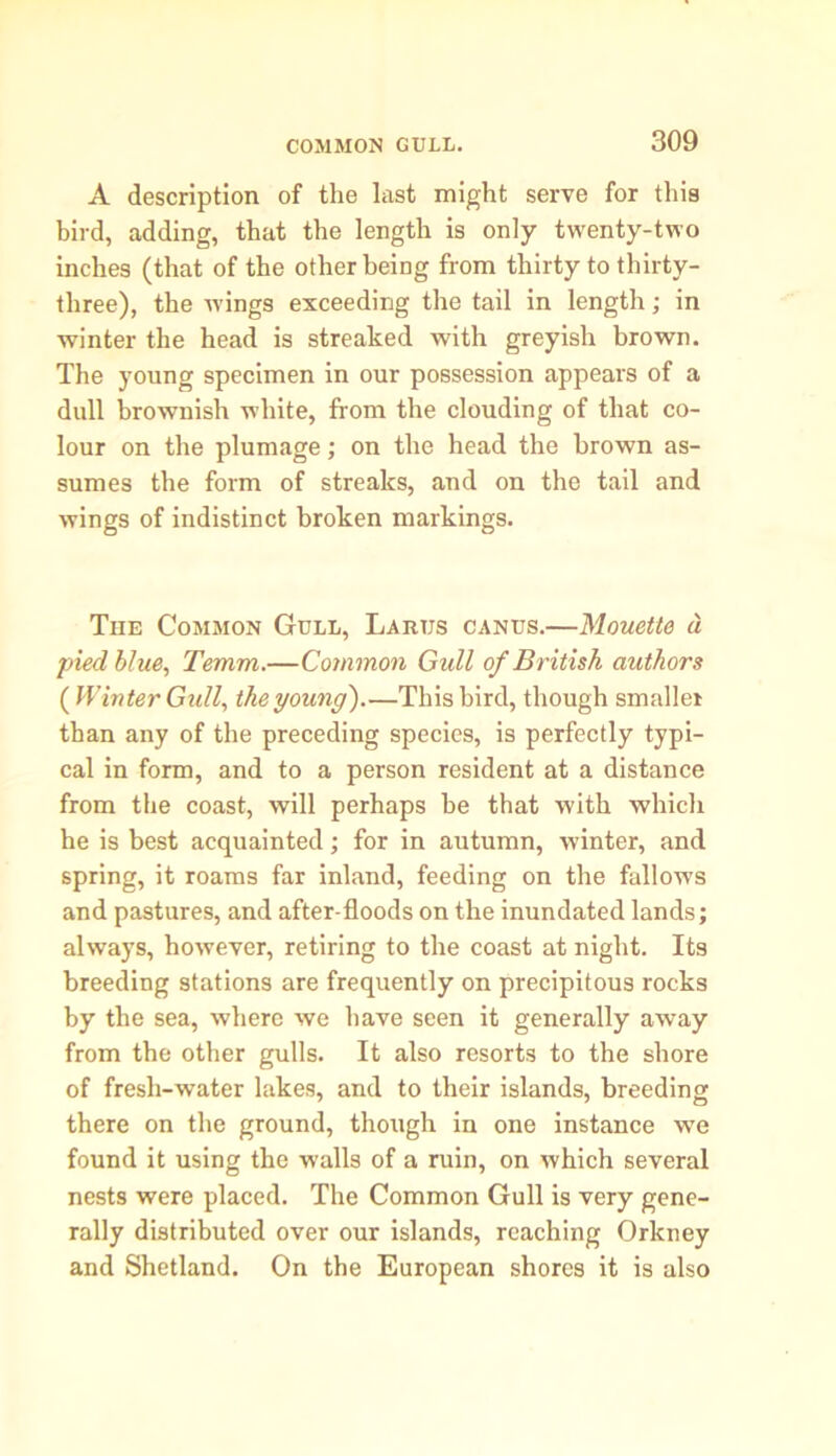 A description of the last might serve for this bird, adding, that the length is only twenty-two inches (that of the other being from thirty to thirty- three), the wings exceeding the tail in length; in winter the head is streaked with greyish brown. The young specimen in our possession appears of a dull brownish white, from the clouding of that co- lour on the plumage; on the head the brown as- sumes the form of streaks, and on the tail and wings of indistinct broken markings. The Common Gull, Larus canus.—Mouette d pied blue, Temm.—Common Gull of British authors {Winter Gull, the young').—This bird, though smaller than any of the preceding species, is perfectly typi- cal in form, and to a person resident at a distance from the coast, will perhaps he that with which he is best acquainted; for in autumn, winter, and spring, it roams far inland, feeding on the fallows and pastures, and after-floods on the inundated lands; always, however, retiring to the coast at night. Its breeding stations are frequently on precipitous rocks by the sea, where we have seen it generally away from the other gulls. It also resorts to the shore of fresh-water lakes, and to their islands, breeding there on the ground, thoiigh in one instance we found it using the walls of a ruin, on which several nests were placed. The Common Gull is very gene- rally distributed over our islands, reaching Orkney and Shetland. On the European shores it is also