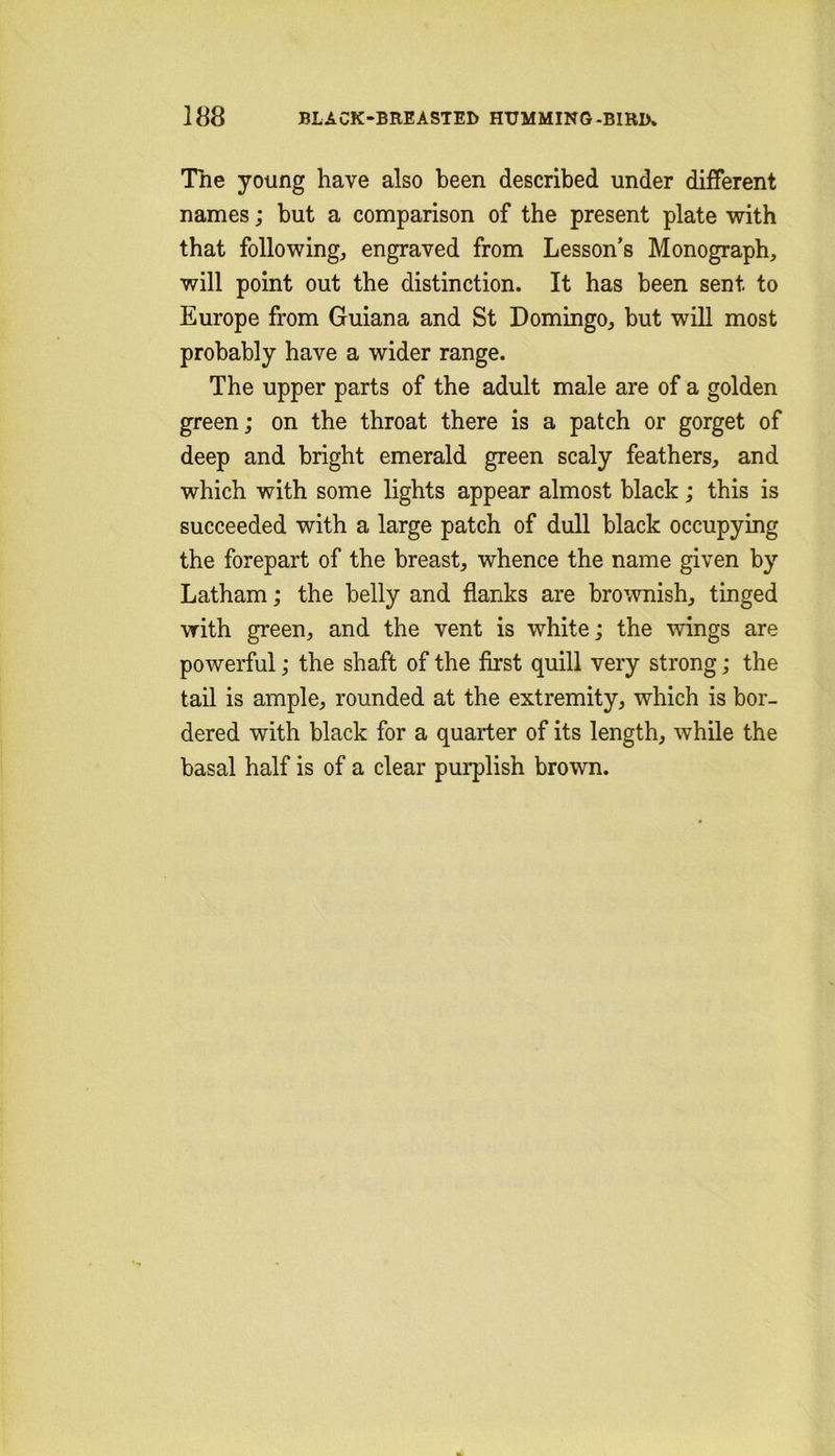 The young have also been described under different names; but a comparison of the present plate with that following, engraved from Lesson’s Monograph, will point out the distinction. It has been sent to Europe from Guiana and St Domingo, but will most probably have a wider range. The upper parts of the adult male are of a golden green; on the throat there is a patch or gorget of deep and bright emerald green scaly feathers, and which with some lights appear almost black; this is succeeded with a large patch of dull black occupying the forepart of the breast, whence the name given by Latham; the belly and flanks are brownish, tinged with green, and the vent is white; the wings are powerful; the shaft of the first quill very strong; the tail is ample, rounded at the extremity, which is bor- dered with black for a quarter of its length, while the basal half is of a clear pui-plish brown.