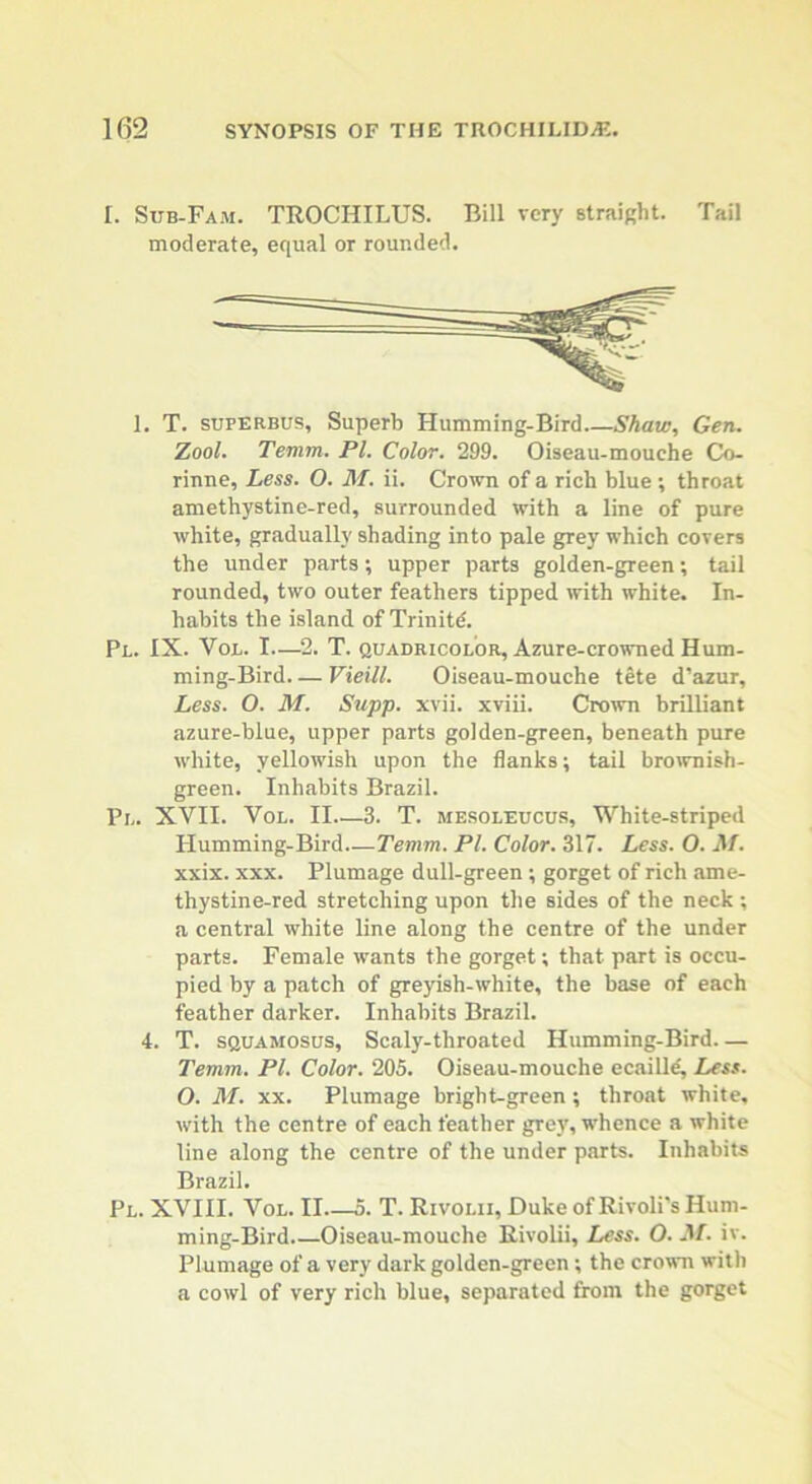 I. Sub-Fam. TROCHILUS. Bill very straight. Tail moderate, equal or rounded. 1. T. superbus, Superb Humming-Bird—Shaw, Gen. Zool. Temm. Pl. Color. 299. Oiseau-mouche Co- rinne. Less. O. M. ii. Crown of a rich blue ; throat amethystine-red, surrounded with a line of pure white, gradually shading into pale grey which covers the under parts; upper parts golden-green; tail rounded, two outer feathers tipped with white. In- habits the island of Trinitd. Pl. IX. Vol. I—2. T. quadricolor, Azure-crowned Hum- ming-Bird— Vieill. Oiseau-mouche tete d’azur. Less. O. M. Supp. xvii. xviii. Crown brilliant azure-blue, upper parts golden-green, beneath pure white, yellowish upon the flanks; tail brownish- green. Inhabits Brazil. Pi,. XVII. Vol. II—3. T. mesoleucub, White-striped Humming-Bird Temm. PI. Color. 317. Less. O. M. xxix. xxx. Plumage dull-green; gorget of rich ame- thystine-red stretching upon the sides of the neck ; a central white line along the centre of the under parts. Female wants the gorget; that part is occu- pied by a patch of greyish-white, the base of each feather darker. Inhabits Brazil. 4. T. squamosus, Scaly-throated Humming-Bird— Temm. PI. Color. 205. Oiseau-mouche ecaille. Less. O. M. xx. Plumage bright-green ; throat white, with the centre of each feather grey, whence a white line along the centre of the under parts. Inhabits Brazil. Pl. XVIII. Vol. II 5. T. Rivolii, Duke of Rivoli's Hum- ming-Bird Oiseau-mouche Rivolii, Less. O. M. iv. Plumage of a very dark golden-green ; the crown with a cowl of very rich blue, separated from the gorget