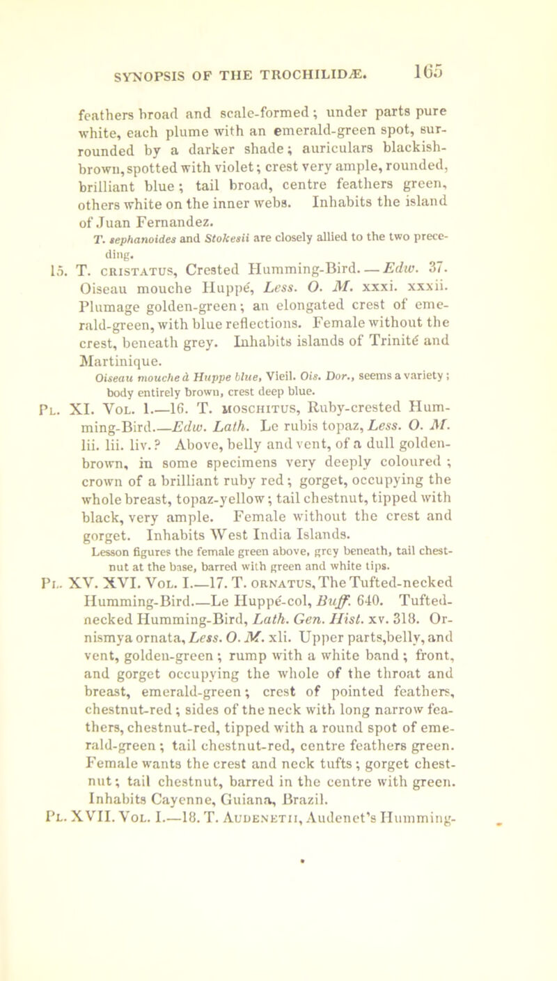 feathers broad and scale-formed; under parts pure white, each plume with an emerald-green spot, sur- rounded by a darker shade; auriculars blackish- brown, spotted with violet; crest very ample, rounded, brilliant blue; tail broad, centre feathers green, others white on the inner webs. Inhabits the island of Juan Fernandez. T. sephanoides and Stokesii are closely allied to the two prece- ding. 15. T. cristatus, Crested Humming-Bird—Edw. 37. Oiseau mouche Huppe, Less. O. M. xxxi. xxxii. Plumage golden-green; an elongated crest of eme- rald-green, with blue reflections. Female without the crest, beneath grey. Inhabits islands of Trinitd and Martinique. Oiseau mouche d Huppe blue, Vieil. Ois. Dor., seems a variety; body entirely brown, crest deep blue. Pl. XI. Vol. 1 16. T. moschitus, Ruby-crested Hum- ming-Bird Edw. Lath. Le rubis topaz, Less. O. M. lii. lii. liv. ? Above, belly and vent, of a dull golden- brown, in some specimens very deeply coloured ; crown of a brilliant ruby red; gorget, occupying the whole breast, topaz-yellow; tail chestnut, tipped with black, very ample. Female without the crest and gorget. Inhabits West India Islands. Lesson figures the female green above, grey beneath, tail chest- nut at the base, barred with green and white tips. Pi,. XV. XVI. Vol. I 17. T. ornatus. The Tufted-necked Humming-Bird Le Huppe-col, Buff. 640. Tufted- necked Humming-Bird, Lath. Gen. Hist. xv. 318. Or- nismya ornata, Less. O. M. xli. Upper parts,belly, and vent, golden-green ; rump with a white band ; front, and gorget occupying the whole of the throat and breast, emerald-green; crest of pointed feathers, chestnut-red ; sides of the neck with long narrow fea- thers, chestnut-red, tipped with a round spot of eme- rald-green ; tail chestnut-red, centre feathers green. Female wants the crest and neck tufts; gorget chest- nut; tail chestnut, barred in the centre with green. Inhabits Cayenne, Guiana, Brazil. Pl. XVII. Vol. I 18. T. Audenetii, Audenet’s Humming-