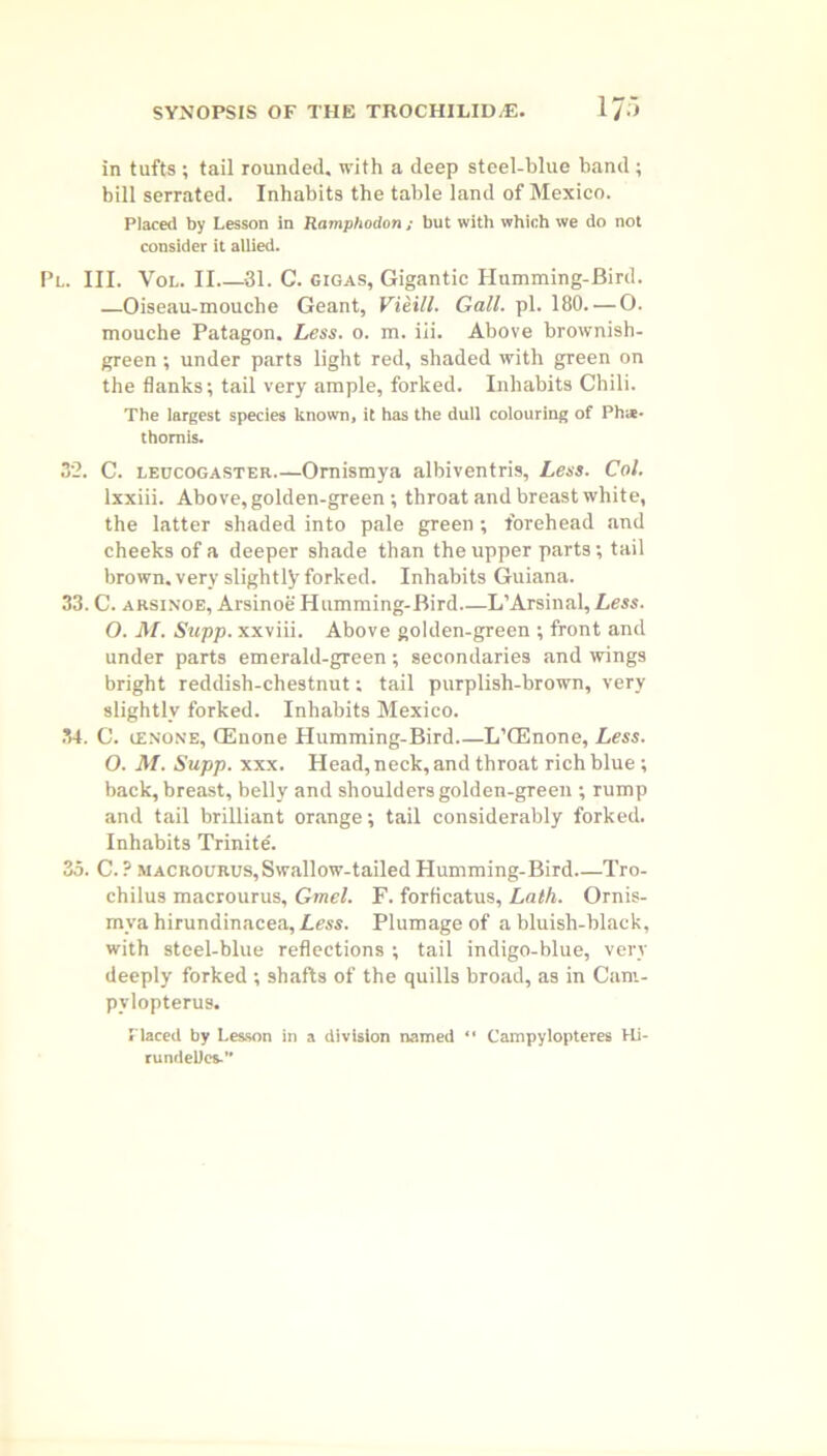 in tufts ; tail rounded, with a deep steel-blue band ; bill serrated. Inhabits the table land of Mexico. Placed by Lesson in Ramphodon; but with which we do not consider it allied. l. III. Vol. II 31. C. gigas, Gigantic Humming-Bird. —Oiseau-mouche Geant, Vitill. Gall. pi. 180. — O. mouche Patagon. Less. o. m. iii. Above brownish- green ; under parts light red, shaded with green on the flanks; tail very ample, forked. Inhabits Chili. The largest species known, it has the dull colouring of Phi*, thomis. 3'2. C. leucogaster.—Omismya albiventris, Less. Col. lxxiii. Above, golden-green ; throat and breast white, the latter shaded into pale green; forehead and cheeks of a deeper shade than the upper parts -, tail brown, very slightly forked. Inhabits Guiana. 33. C. arsinoe, Arsinoe Humming-Bird—L’Arsinal, Less. O. M. Sapp, xxviii. Above golden-green ; front and under parts emerald-green; secondaries and wings bright reddish-chestnut; tail purplish-brown, very slightly forked. Inhabits Mexico. 34. C. ienone, Giinone Humming-Bird L’GSnone, Less. O. M. Supp. xxx. Head, neck, and throat rich blue ; back, breast, belly and shoulders golden-green ; rump and tail brilliant orange; tail considerably forked. Inhabits Trinite. 35. C. ? macrourus. Swallow-tailed Humming-Bird Tro- chilus macrourus, Gmel. F. forficatus, Lath. Ornis- mva hirundinacea. Less. Plumage of a bluish-black, with steel-blue reflections ; tail indigo-blue, very deeply forked ; shafts of the quills broad, as in Cani- pvlopterus. Placed by Lesson in a division named “ Campylopteres Hi- rundeUcs.