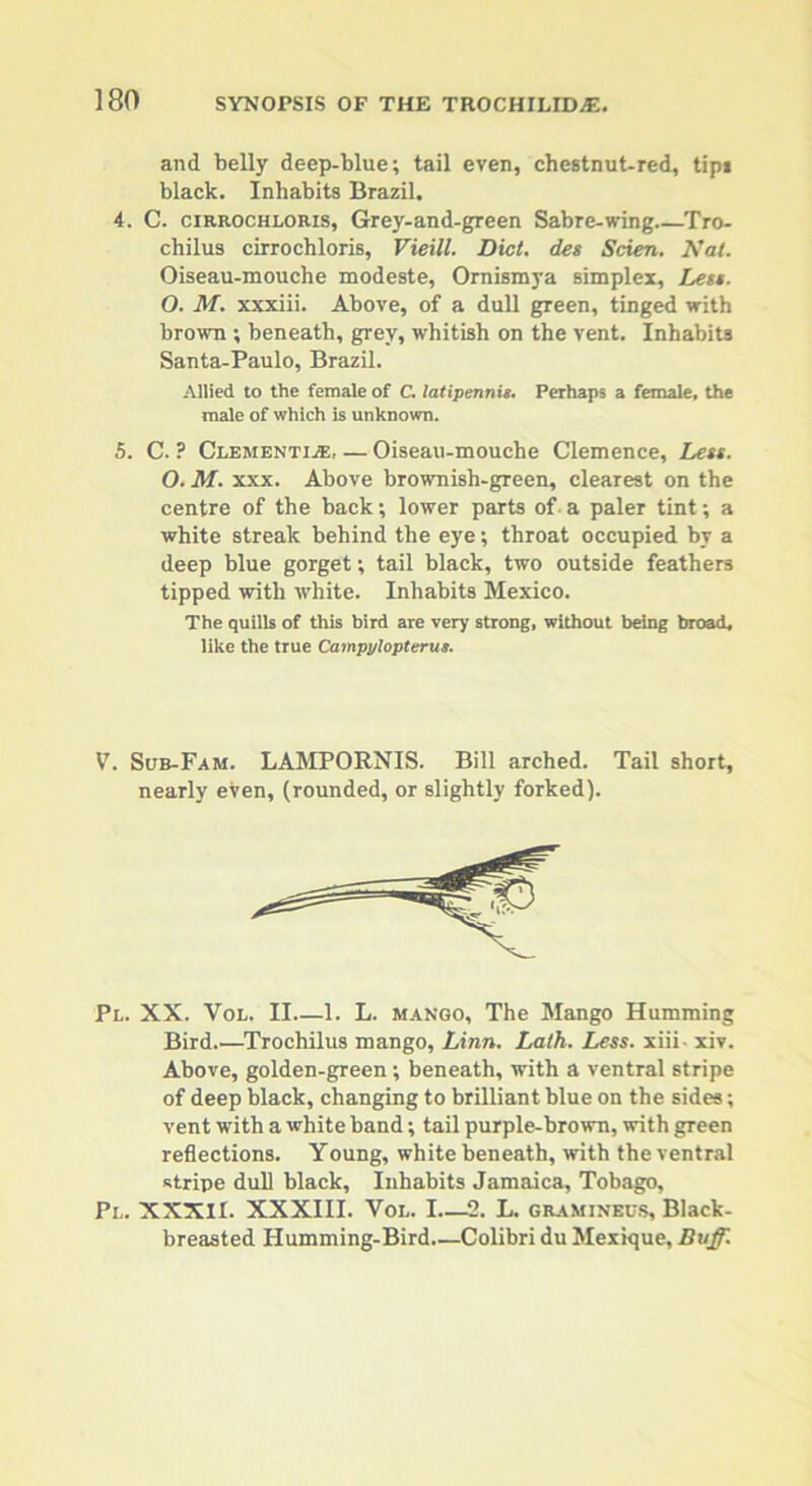 and belly deep-blue; tail even, chestnut-red, tipi black. Inhabits Brazil. 4. C. cirrochloris, Grey-and-green Sabre-wing Tro- chilus cirrochloris, Vieill. Diet, des Scien. Nat. Oiseau-mouche modeste, Ornismya simplex, Lest. O. M. xxxiii. Above, of a dull green, tinged with brown ; beneath, grey, whitish on the vent. Inhabits Santa-Paulo, Brazil. Allied to the female of C. latipennu. Perhaps a female, the male of which is unknown. 5. C. ? Clementine. — Oiseau-mouche Clemence, Less. O. M. xxx. Above brownish-green, clearest on the centre of the back; lower parts of a paler tint; a white streak behind the eye; throat occupied by a deep blue gorget; tail black, two outside feathers tipped with white. Inhabits Mexico. The quills of this bird are very strong, without being broad, like the true Campylopterus. V. Sub-Fam. LAMPORNIS. Bill arched. Tail short, nearly even, (rounded, or slightly forked). Pl. XX. Vol. II—1. L. mango. The Mango Humming Bird.—Trochilus mango, Linn. Lath. Less, xiii- xiv. Above, golden-green ; beneath, with a ventral stripe of deep black, changing to brilliant blue on the sides; vent with a white band; tail purple-brown, with green reflections. Young, white beneath, with the ventral stripe dull black, Inhabits Jamaica, Tobago, Pl. XXXII. XXXIII. Vol. I—2. L. graminels, Black- breasted Humming-Bird—Colibri du Mexique, Buff.