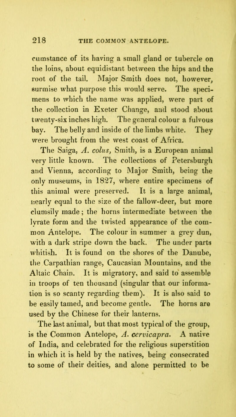 cumstance of its having a small gland or tubercle on the loins, about equidistant between the hips and the root of the tail. Major Smith does not, however, surmise what purpose this would serve. The speci- mens to which the name was applied, were part of the collection in Exeter Change, and stood about twenty-six inches high. The general colour a fulvous bay. The belly and inside of the limbs white. They were brought from the west coast of Africa. The Saiga, A. colits, Smith, is a European animal very little known. The collections of Petersburgh and Vienna, according to Major Smith, being the only museums, in 1827, where entire specimens of this animal were preserved. It is a large animal, nearly equal to the size of the fallow-deer, but more clumsily made; the horns intermediate between the Ivrate form and the twisted appearance of the com- mon Antelope. The colour in summer a grey dun, with a dark stripe down the back. The under parts whitish. It is found on the shores of the Danube, the Carpathian range, Caucasian Mountains, and the Altaic Chain. It is migratory, and said to assemble in troops of ten thousand (singular that our informa- tion is so scanty regarding them). It is also said to be easily tamed, and become gentle. The horns are used by the Chinese for their lanterns. The last animal, but that most typical of the group, is the Common Antelope, A. cervicapra. A native of India, and celebrated for the religious superstition in which it is held by the natives, being consecrated to some of their deities, and alone permitted to be