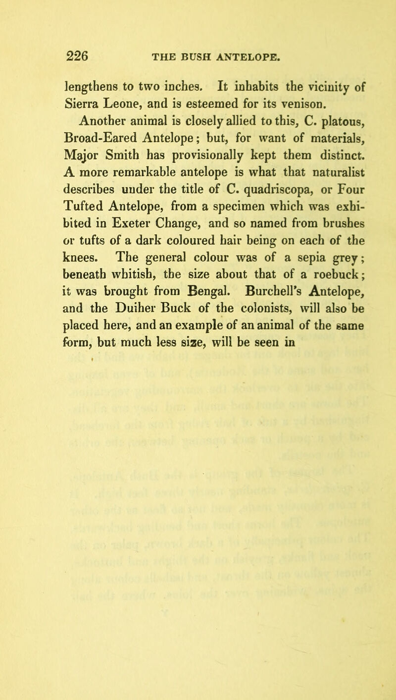 lengthens to two inches. It inhabits the vicinity of Sierra Leone, and is esteemed for its venison. Another animal is closely allied to this, C. platous, Broad-Eared Antelope; but, for want of materials, Major Smith has provisionally kept them distinct. A more remarkable antelope is what that naturalist describes under the title of C. quadriscopa, or Four Tufted Antelope, from a specimen which was exhi- bited in Exeter Change, and so named from brushes or tufts of a dark coloured hair being on each of the knees. The general colour was of a sepia grey; beneath whitish, the size about that of a roebuck; it was brought from Bengal. Burchell's Antelope, and the Duiher Buck of the colonists, will also be placed here, and an example of an animal of the same form, but much less size, will be seen in