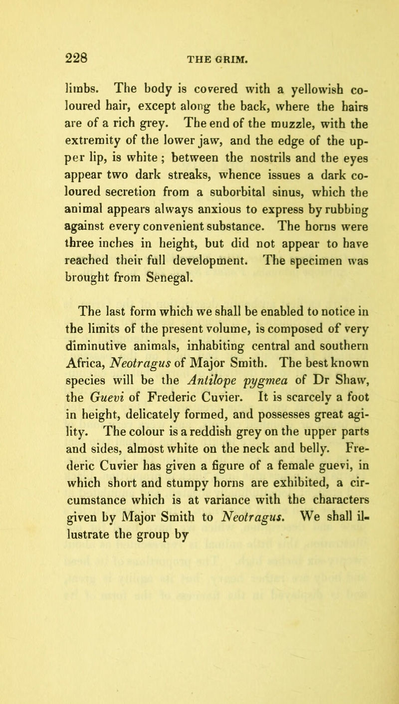 limbs. The body is covered with a yellowish co- loured hair, except along the back, where the hairs are of a rich grey. The end of the muzzle, with the extremity of the lower jaw, and the edge of the up- per lip, is white; between the nostrils and the eyes appear two dark streaks, whence issues a dark co- loured secretion from a suborbital sinus, which the animal appears always anxious to express byrubbmg against every convenient substance. The horns were three inches in height, but did not appear to have reached their full development. The specimen was brought from Senegal. The last form which we shall be enabled to notice in the limits of the present volume, is composed of very diminutive animals, inhabiting central and southern Africa, Neotragus of Major Smith. The best known species will be the Antilope pygmea of Dr Shaw, the Guevi of Frederic Cuvier. It is scarcely a foot in height, delicately formed, and possesses great agi- lity. The colour is a reddish grey on the upper parts and sides, almost white on the neck and belly. Fre- deric Cuvier has given a figure of a female guevi, in which short and stumpy horns are exhibited, a cir- cumstance which is at variance with the characters given by Major Smith to Neotragus. We shall il- lustrate the group by