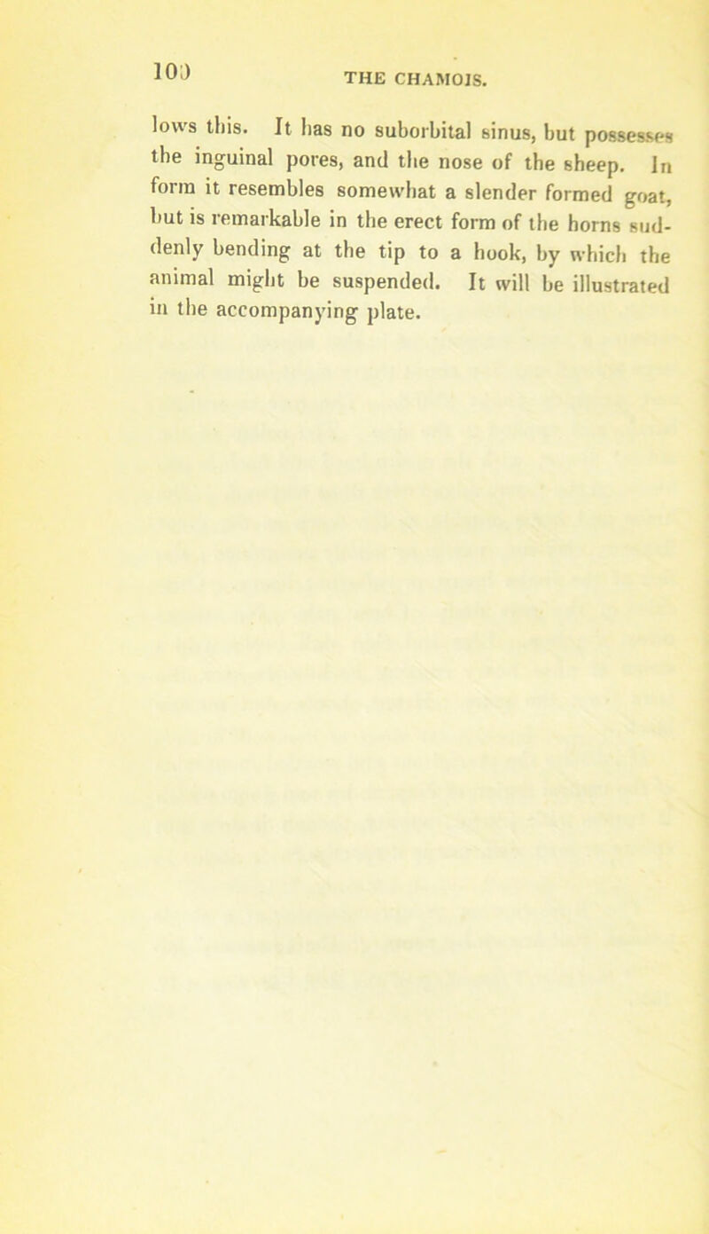 10;) THE CHAMOIS. lows this. It has no suborbital sinus, but posses-sos the inguinal pores, and the nose of the sheep. In form it resembles somewhat a slender formed goat, but is remarkable in the erect form of the horns sud- denly bending at the tip to a hook, by which the animal might be suspended. It will be illustrated in the accompanying plate.
