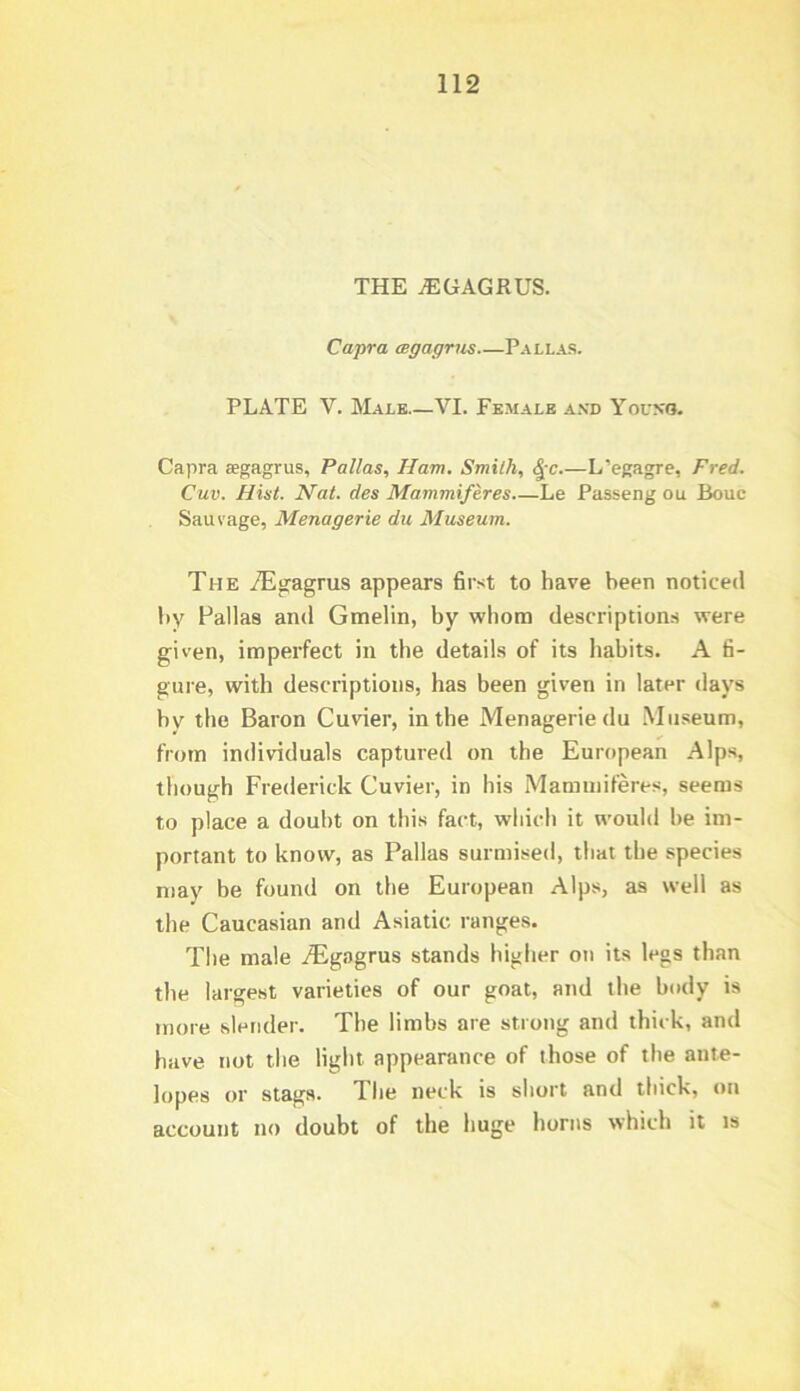 THE ^GAGRUS. Capra csgagrus Pallas. PLATE V. Male VI. Female a.vd Youno. Capra asgagrus, Pallas, Ham, Smith, L’egagre, Fred. Cuv. Hist. Hat. des Mammiferes Le Passeng ou Bouc Ha.ii\age, Menagerie du Museum. The iE^agrus appears first to have been noticed by Fallas and Gmelin, by whom descriptions were given, imperfect in the details of its habits. A fi- gure, with descriptions, has been given in later days bv'^ the Baron Cuvier, in the Menagerie du Museum, from individuals captured on the European Alps, though Frederick Cuvier, in his Mammiferes, seems to place a doubt on this fact, which it would be im- portant to know, as Pallas surmised, that the species may be found on the European Alps, as well as the Caucasian and Asiatic ranges. The male iEgagrus stands higher on its legs than the largest varieties of our goat, and the body is more slender. The limbs are strong and thick, and have not the light appearance of those of the ante- lopes or stags. The neck is short and thick, on account no doubt of the huge horns which it is