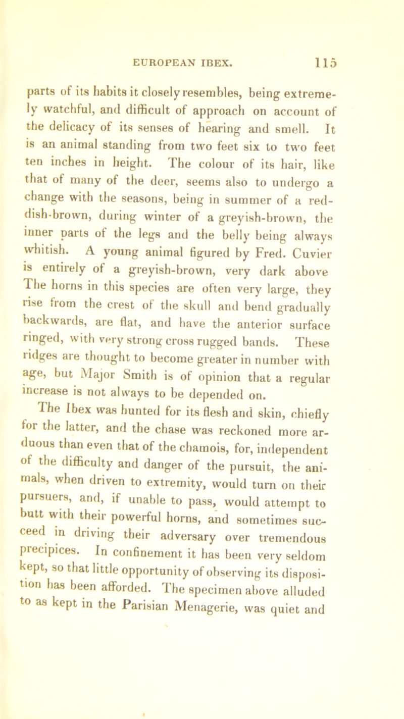 parts of its habits it closely resembles, being extreme- ly watchful, and difficult of approach on account of the delicacy of its senses of hearing and smell. It is an animal standing from two feet six to two feet ten inches in height. The colour of its hair, like that of many of the deer, seems also to undergo a change with the seasons, being in summer of a red- dish-brown, during winter of a greyish-brown, the inner parts of the legs and the belly being always wliitish. A young animal figured by Fred. Cuvier is entirely of a greyish-brown, very dark above The horns in this species are often very large, they rise from the crest ol the skull and bend gradually backwards, are flat, and have the anterior surface ringed, with very strong cross rugged bands. These lidges are thought to become greater in number with age, but Major Smith is of opinion that a regular increase is not always to be depended on. The Ibex was hunted for its flesh and skin, chiefly for the latter, and the chase was reckoned more ar- duous than even that of the chamois, for, independent of the difficulty and danger of the pursuit, the ani- mals, when driven to extremity, would turn on their pursuers, and, if unable to pass, would attempt to butt with their powerful horns, and sometimes suc- ceed in driving their adversary over tremendous precipices. In confinement it has been very seldom kept, so that little opportunity of observing its disposi- tion has been afforded. The specimen above alluded to as kept in the Parisian Menagerie, was quiet and