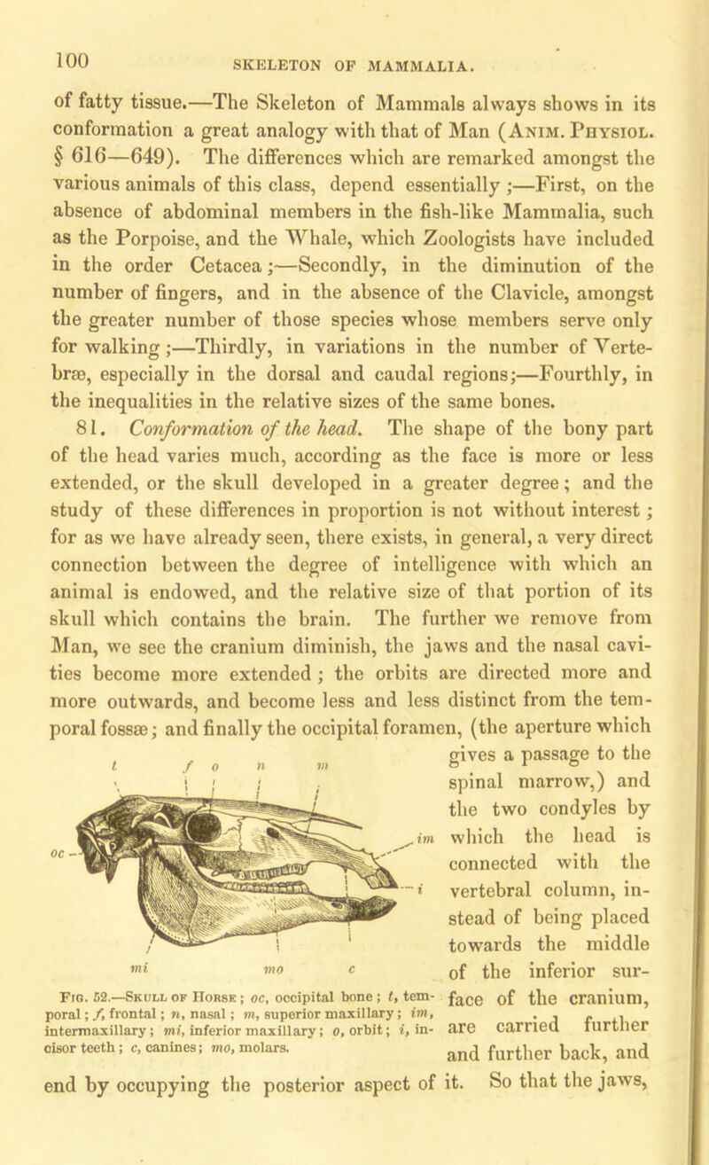 SKELETON OF MAMMALIA. of fatty tissue.—The Skeleton of Mammals always shows in its conformation a great analogy with that of Man (Anim. Physiol. § 616—649). The differences which are remarked amongst the various animals of this class, depend essentially ;—First, on the absence of abdominal members in the fish-like Mammalia, such as the Porpoise, and the Whale, which Zoologists have included in the order Cetacea;—Secondly, in the diminution of the number of fingers, and in the absence of the Clavicle, amongst the greater number of those species whose members serve only for walking ;—Thirdly, in variations in the number of Verte- brae, especially in the dorsal and caudal regions;—Fourthly, in the inequalities in the relative sizes of the same bones. 81. Conformation of the head. The shape of the bony part of the head varies much, according as the face is more or less extended, or the skull developed in a greater degree; and the study of these differences in proportion is not without interest; for as we have already seen, there exists, in general, a very direct connection between the degree of intelligence with which an animal is endowed, and the relative size of that portion of its skull which contains the brain. The further we remove from Man, we see the cranium diminish, the jaws and the nasal cavi- ties become more extended ; the orbits are directed more and more outwards, and become less and less distinct from the tem- poral fossae; and finally the occipital foramen, (the aperture which , f n „ m gives a passage to the spinal marrow,) and the two condyles by im which the head is connected with the i vertebral column, in- stead of being placed towards the middle of the inferior sur- Fro. 52.—Skull of Horse ; oc, occipital bone ; t, tem- face of the cranium, poral; /, frontal; », nasal; m, superior maxillary; im, . , „ , intermaxillary; mi, inferior maxillary; o, orbit; i, in- are earned turtlier cisor teeth; c, canines; mo, molars. an(J furtber back, and end by occupying the posterior aspect of it. So that the jaws,