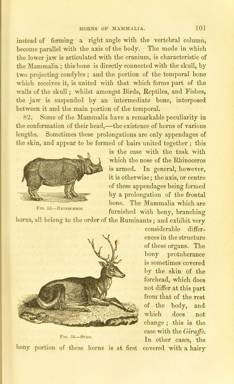 instead of forming a right angle with the vertebral column, become parallel with the axis of the body. The mode in which the lower jaw is articulated with the cranium, is characteristic of the Mammalia ; this bone is directly connected with the skull, by two projecting condyles; and the portion of the temporal bone which receives it, is united with that which forms part of the walls of the skull; whilst amongst Birds, Reptiles, and Fishes, the jaw is suspended by an intermediate bone, interposed between it and the main portion of the temporal. 82. Some of the Mammalia have a remarkable peculiarity in the conformation of their head,—the existence of horns of various lengths. Sometimes these prolongations are only appendages of the skin, and appear to be formed of hairs united together; this is the case with the tusk with which the nose of the Rhinoceros is armed. In general, however, it is otherwise; the axis, or centre of these appendages being formed by a prolongation of the frontal bone. The Mammalia which are furnished with bony, branching horns, all belong to the order of the Ruminants; and exhibit very Fig. 53.—Rhinoceros. Fig. 54.—Stag. bony portion of these horns is at first considerable differ- ences in the structure of these organs. The bony protuberance is sometimes covered by the skin of the forehead, which does not differ at this part from that of the rest of the body, and which does not change ; this is the case with the Giraffe. In other cases, the covered with a hairy