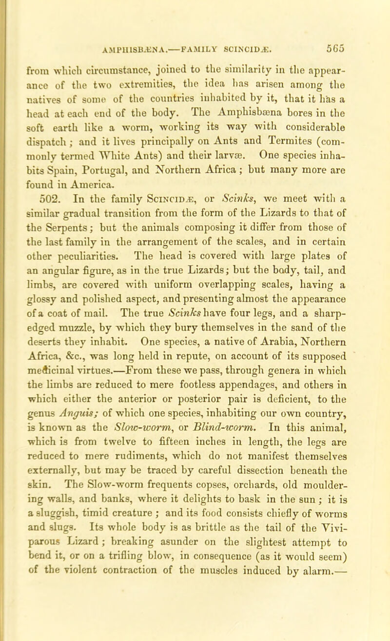 from which circumstance, joined to the similarity in the appear- ance of the two extremities, the idea has arisen among the natives of some of the countries inhabited by it, that it has a head at each end of the body. The Ampliisbaena bores in the soft earth like a worm, working its way with considerable dispatch ; and it lives principally on Ants and Termites (com- monly termed White Ants) and their larvae. One species inha- bits Spain, Portugal, and Northern Africa; but many more are found in America. 502. In the family Scincid.®, or Scinks, we meet with a similar gradual transition from the form of the Lizards to that of the Serpents; but the animals composing it differ from those of the last family in the arrangement of the scales, and in certain other peculiarities. The head is covered with large plates of an angular figure, as in the true Lizards; but the body, tail, and limbs, are covered with uniform overlapping scales, having a glossy and polished aspect, and presenting almost the appearance of a coat of mail. The true «Scm&shave four legs, and a sharp- edged muzzle, by which they bury themselves in the sand of the deserts they inhabit. One species, a native of Arabia, Northern Africa, &c., was long held in repute, on account of its supposed medicinal virtues.—From these we pass, through genera in which the limbs are reduced to mere footless appendages, and others in which either the anterior or posterior pair is deficient, to the genus Anguis; of which one species, inhabiting our own country, is known as the Slow-worm, or Blincl-icorm. In this animal, which is from twelve to fifteen inches in length, the legs are reduced to mere rudiments, which do not manifest themselves externally, but may be traced by careful dissection beneath the skin. The Slow-worm frequents copses, orchards, old moulder- ing walls, and banks, where it delights to bask in the sun; it is a sluggish, timid creature ; and its food consists chiefly of worms and slugs. Its whole body is as brittle as the tail of the Vivi- parous Lizard ; breaking asunder on the slightest attempt to bend it, or on a trifling blow, in consequence (as it would seem) of the violent contraction of the muscles induced by alarm.—