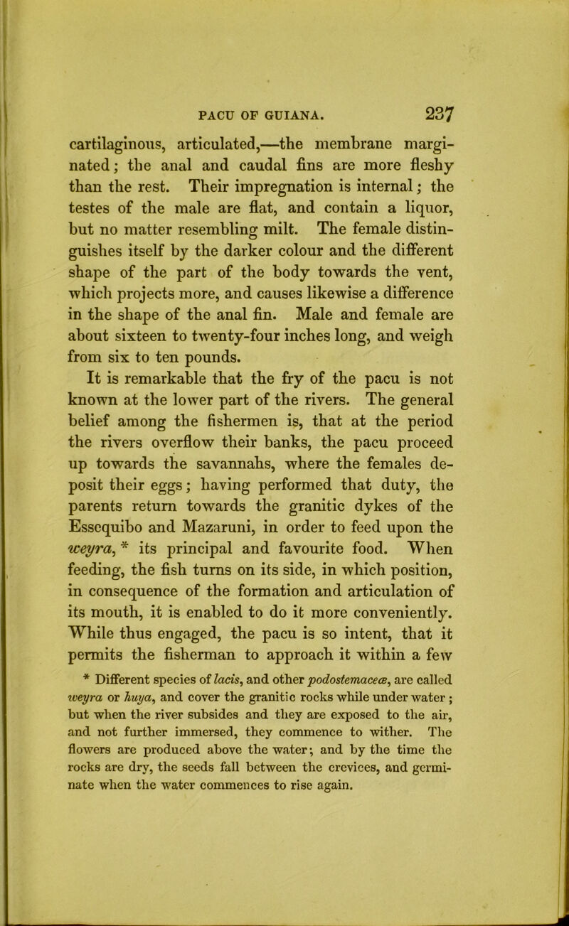 cartilaginous, articulated,—the membrane margi- nated; the anal and caudal fins are more fleshy than the rest. Their impregnation is internal; the testes of the male are flat, and contain a liquor, but no matter resembling milt. The female distin- guishes itself by the darker colour and the difierent shape of the part of the body towards the vent, which projects more, and causes likewise a difference in the shape of the anal fin. Male and female are about sixteen to twenty-four inches long, and weigh from six to ten pounds. It is remarkable that the fry of the pacu is not known at the lower part of the rivers. The general belief among the fishermen is, that at the period the rivers overflow their banks, the pacu proceed up towards the savannahs, where the females de- posit their eggs; having performed that duty, the parents return towards the granitic dykes of the Esscquibo and Mazaruni, in order to feed upon the weyra^ * its principal and favourite food. When feeding, the fish turns on its side, in which position, in consequence of the formation and articulation of its mouth, it is enabled to do it more conveniently. While thus engaged, the pacu is so intent, that it permits the fisherman to approach it within a few * Dififerent species of lads, and other podostemacecB, are called weyra or huya, and cover the granitic rocks while underwater ; but when the river subsides and they are exposed to the air, and not further immersed, they commence to wither. The flowers are produced above the water; and by the time the rocks are dry, the seeds fall between the crevices, and germi- nate when the water commences to rise again.