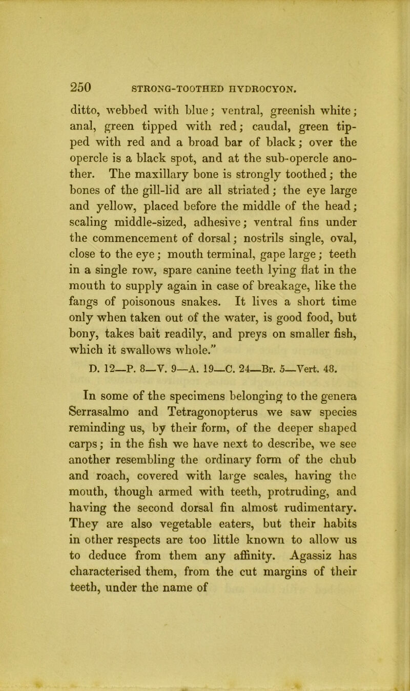 ditto, webbed with blue; ventral, greenish white; anal, green tipped with red; caudal, green tip- ped with red and a broad bar of black; over the opercle is a black spot, and at the sub-opercle ano- ther. The maxillary bone is strongly toothed; the bones of the gill-lid are all striated; the eye large and yellow, placed before the middle of the head; scaling middle-sized, adhesive; ventral fins under the commencement of dorsal; nostrils single, oval, close to the eye; mouth terminal, gape large; teeth in a single row, spare canine teeth lying flat in the mouth to supply again in case of breakage, like the fangs of poisonous snakes. It lives a short time only when taken out of the water, is good food, but bony, takes bait readily, and preys on smaller fish, which it swallows whole.” D. 12—P. 8—V. 9—A. 19—C. 24_Br. 5—Vert. 48. In some of the specimens belonging to the genera Serrasalmo and Tetragonopterus we saw species reminding us, by their form, of the deeper shaped carps; in the fish we have next to describe, we see another resembling the ordinary form of the chub and roach, covered with laige scales, having the mouth, though armed with teeth, protruding, and having the second dorsal fin almost rudimentary. They are also vegetable eaters, but their habits in other respects are too little known to allow us to deduce from them any affinity. Agassiz has characterised them, from the cut margins of their teeth, under the name of