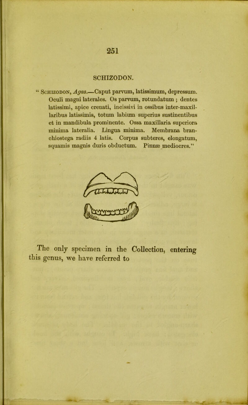 SCHIZODON. “ ScHizoDON, Agas Caput parvum, latissimum, depressum. Oculi magni laterales. Os parvum, rotundatum ; dentes latissimi, apice erenati, incissivi in ossibus inter-maxil- laribus latissimis, totum labium superius sustinentibus et in mandibula prominente. Ossa maxillaria superiora minima lateralia. Lingua minima. Membrana bran- chiostega radiis 4 latis. Corpus subteres, elongatum, squamis magnis duris obductum. Pinnae mediocres.” The only specimen in the Collection, entering this genus, we have referred to