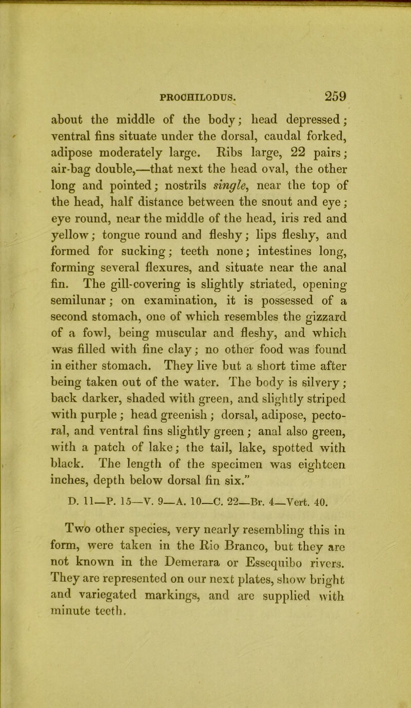 about the middle of the body; head depressed; ventral fins situate under the dorsal, caudal forked, adipose moderately large. Ribs large, 22 pairs; air-bag double,—that next the head oval, the other long and pointed; nostrils single, near the top of the head, half distance between the snout and eye; eye round, near the middle of the head, iris red and yellow; tongue round and fleshy; lips fleshy, and formed for sucking; teeth none; intestines long, forming several flexures, and situate near the anal fin. The gill-covering is slightly striated, opening semilunar; on examination, it is possessed of a second stomach, one of which resembles the gizzard of a fowl, being muscular and fleshy, and which was filled with fine clay; no other food was found in either stomach. They live but a short time after being taken out of the water. The body is silvery ; back darker, shaded with green, and slightly striped with purple ; head greenish ; dorsal, adipose, pecto- ral, and ventral fins slightly green; anal also green, with a patch of lake; the tail, lake, spotted with black. The length of the specimen was eighteen inches, depth below dorsal fin six.” D. ll—P. 15—V. 9—A. lO—C. 22_Br. 4_Vert. 40. Two Other species, very nearly resembling this in form, were taken in the Rio Branco, but they are not known in the Demerara or Essequibo rivers. They are represented on our next plates, show bright and variegated markings, and arc supplied with minute teeth.