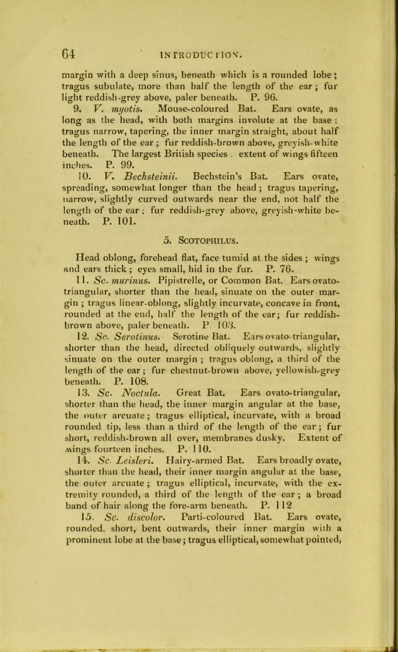 margin with a deep sinus, beneath which is a rounded lobe; tragus subulate, more than half the length of the ear; fur light reddish-grey above, paler beneath. P. 9G. 9. F. myotis. Mouse-coloured Bat. Ears ovate, as long as the head, with both margins involute at the base ; tragus narrow, tapering, the inner margin straight, about half the length of the ear ; fur reddish-brown above, greyish-white beneath. The largest British species , extent of wings fifteen inches. P. 99. 10. V. Bechsteinii. Bechstein’s Bat. Ears ovate, spreading, somewhat longer than the head ; tragus tapering, narrow, slightly curved outw'ards near the end, not half the length of the ear ; fur reddish-grey above, greyish-white be- neath. P. 101. 5. SCOTOPHILUS. Head oblong, forehead flat, face tumid at the sides ; wings and ears thick; eyes small, hid in the fur. P. 76. 11. Sc. murinus. Pipistrelle, or Common Bat. Ears ovato- triangular, shorter than the head, sinuate on the outer mar- gin ; tragus linear-oblong, slightly incurvate, concave in front, rounded at the end, half the length of the ear; fur reddish- brown above, paler beneath. P 10-1. 12. Sc. Serotinus. Serotine Bat. Ears ovato-triangular, shorter than the head, directed obliquely outwards, slightly sinuate on the outer margin ; tragus oblong, a third of the length of the ear; fur chestnut-brown above, yellowish-grey beneath. P. 108. 13. Sc. Noctula. Great Bat. Ears ovato-triangular, shorter than the head, the inner margin angular at the base, the outer arcuate ; tragus elliptical, incurvate, with a broad rounded tip, less than a third of the length of the ear; fur short, reddish-brown all over, membranes dusky. Extent of Mings fourteen inches. P. 1 10. 14. Sc- Leisleri. Hairy-armed Bat. Ears broadly ovate, shorter than the head, their inner margin angular at the base, the outer arcuate ; tragus elliptical, incurvate, with the ex- tremity rounded, a third of the length of the ear ; a broad band of hair along the fore-arm beneath. P. 112 15. Sc. discolor. Parti-coloured Bat. Ears ovate, rounded, short, bent outwards, their inner margin with a prominent lobe at the base; tragus elliptical, somewhat pointed,