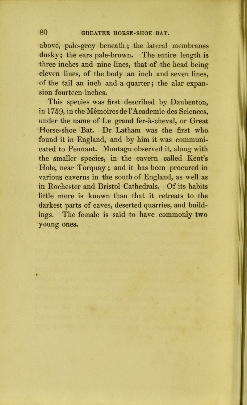 above, pale-grey beneath ; the lateral membranes dusky; the ears pale-brown. The entire length is three inches and nine lines, that of the head being eleven lines, of the body an inch and seven lines, of the tail an inch and a quarter; the alar expan- sion fourteen inches. This species was first described by Daubenton, in I759j in the Memoiresde I’Academie des Sciences, under the name of Le grand fer-a-cheval, or Great Horse-shoe Bat. Dr Latham was the first who, found it in England, and by him it was communi- cated to Pennant. Montagu observed it, along with the smaller species, in the cavern called Kent’s Hole, near Torquay ; and it has been procured in various caverns in the south of England, as well as in Rochester and Bristol Cathedrals. Of its habits little more is known than that it retreats to the darkest parts of caves, deserted quarries, and build- ings. The female is said to have commonly two young ones.