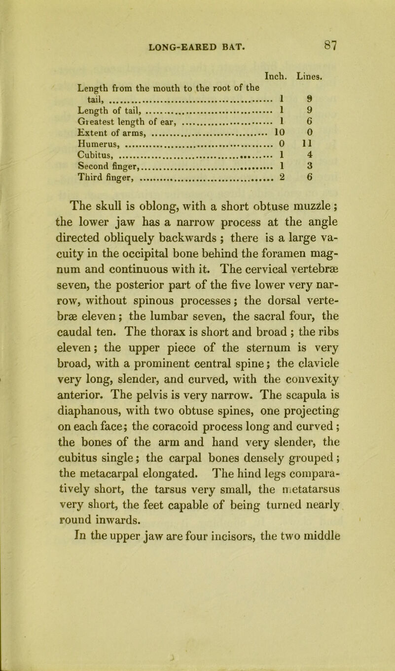 Inch. Lines. Length from the mouth to the root of the tail, 1 9 Length of tail, 1 9 Greatest length of ear, 1 6 Extent of arms, 10 0 Humerus, 0 11 Cubitus, 1 4 Second finger, 1 3 Third finger, 2 6 The skull is oblong, with a short obtuse muzzle; the lower jaw has a narrow process at the angle directed obliquely backwards ; there is a large va- cuity in the occipital bone behind the foramen mag- num and continuous with it. The cervical vertebrae seven, the posterior part of the five lower very nar- row, without spinous processes; the dorsal verte- brae eleven; the lumbar seven, the sacral four, the caudal ten. The thorax is short and broad ; the ribs eleven; the upper piece of the sternum is very broad, with a prominent central spine; the clavicle very long, slender, and curved, with the convexity anterior. The pelvis is very narrow. The scapula is diaphanous, with two obtuse spines, one projecting on each face; the coracoid process long and curved ; the bones of the arm and hand very slender, the cubitus single; the carpal bones densely grouped ; the metacarpal elongated. The hind legs compara- tively short, the tarsus very small, the nietatarsus very short, the feet capable of being turned nearly round inwards. In the upper jaw are four incisors, the two middle