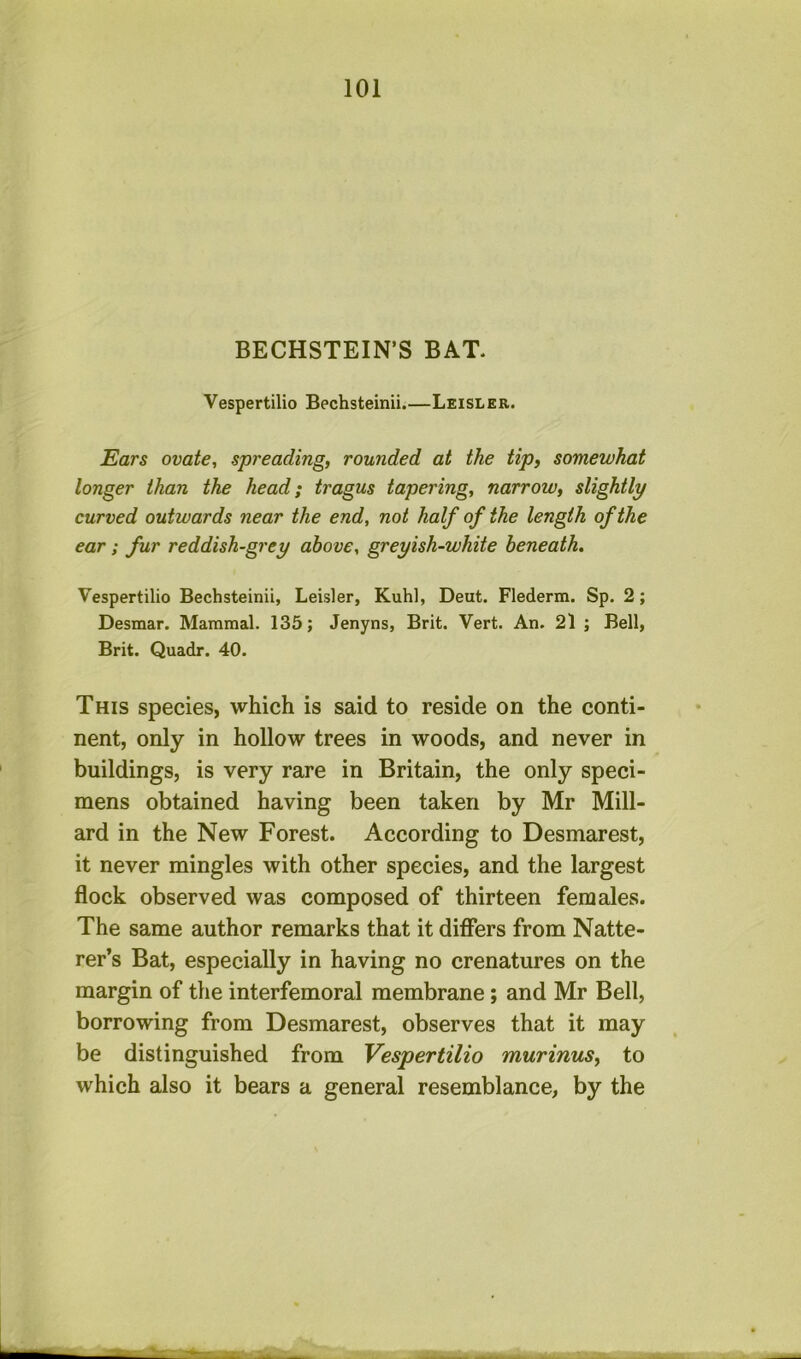 BECHSTEIN’S BAT. Vespertilio Bechsteinii.—Leisler. Ears ovate, spreading, rounded at the tip, somewhat longer than the head; tragus tapering, narrow, slightly curved outwards near the end, not half of the length of the ear; fur reddish-grey above, greyish-white beneath. Vespertilio Bechsteinii, Leisler, Kuhl, Deut. Flederm. Sp. 2; Desmar. Mammal. 135; Jenyns, Brit. Vert. An. 21 ; Bell, Brit. Quadr. 40. This species, which is said to reside on the conti- nent, only in hollow trees in woods, and never in buildings, is very rare in Britain, the only speci- mens obtained having been taken by Mr Mill- ard in the New Forest. According to Desmarest, it never mingles with other species, and the largest flock observed was composed of thirteen females. The same author remarks that it differs from Natte- rer’s Bat, especially in having no crenatures on the margin of the interfemoral membrane; and Mr Bell, borrowing from Desmarest, observes that it may be distinguished from Vespertilio murinus, to which also it bears a general resemblance, by the