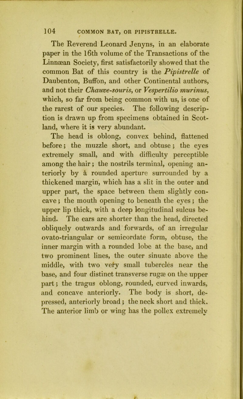 The Reverend Leonard Jenyns, in an elaborate paper in the l6th volume of the Transactions of the Linnaean Society, first satisfactorily showed that the common Bat of this country is the Pipistrelle of Daubenton, Buffon, and other Continental authors, and not their Chauve-sourisy or Vespertilio murinuSy which, so far from being common with us, is one of the rarest of our species. The following descrip- tion is drawn up from specimens obtained in Scot- land, where it is very abundant. The head is oblong, convex behind, flattened before; the muzzle short, and obtuse; the eyes extremely small, and with difficulty perceptible among the hair; the nostrils terminal, opening an- teriorly by a rounded aperture surrounded by a thickened margin, w'hich has a slit in the outer and upper part, the space between them slightly con- cave ; the mouth opening to beneath the eyes; the upper lip thick, with a deep longitudinal sulcus be- hind. The ears are shorter than the head, directed obliquely outwards and forwards, of an irregular ovato-triangular or semicordate form, obtuse, the inner margin with a rounded lobe at the base, and two prominent lines, the outer sinuate above the middle, with two very small tubercles near the base, and four distinct transverse rugae on the upper part; the tragus oblong, rounded, curved inwards, and concave anteriorly. The body is short, de- pressed, anteriorly broad; the neck short and thick. The anterior limb or wing has the pollex extremely