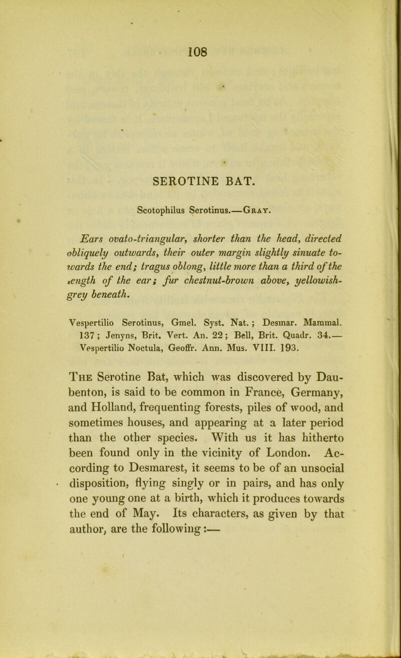 SEROTINE BAT. Scotophilus Serotinus.—Gray. Ears ovato-triangulari shorter than the head, directed obliquely outwards, their outer margin slightly sinuate to- wards the end; tragus oblong, little more than a third of the tength of the ear; fur chestnut-brown above, yellowish- grey beneath. Vespertilio Serotinus, Gmel. Syst. Nat. ; Desinar. Mammal. 137; Jenyns, Brit. Vert. An. 22; Bell, Brit. Quadr. 34.— Vespertilio Noctula, Geoffr. Ann. Mus. VIII. 193. The Serotine Bat, which was discovered by Dau- benton, is said to be common in France, Germany, and Holland, frequenting forests, piles of wood, and sometimes houses, and appearing at a later period than the other species. With us it has hitherto been found only in the vicinity of London. Ac- cording to Desmarest, it seems to be of an unsocial disposition, flying singly or in pairs, and has only one young one at a birth, which it produces towards the end of May. Its characters, as given by that author, are the following:—