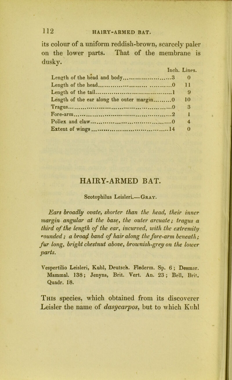 its colour of a uniform reddish-brown, scarcely paler on the lower parts. That of the membrane is dusky. Inch. Lines. Length of the head and body 3 0 Length of the head 0 II Length of the tail 1 9 Length of the ear along the outer margin 0 10 Tragus 0 3 Fore-arm 2 1 Pollex and claw 0 4 Extent of wings 14 0 HAIRY-ARMED BAT. Scotophilus Leisleri.—Gray. Ears broadly ovate, shorter than the head, their inner margin angular at the base, the outer arcuate; tragus a third of the length of the ear, incurved, with the extremity f'ounded; a broad band of hair along the fore-arm beneath ; fur long, bright chestnut above, brownish-grey on the lower parts. Vespertilio Leisleri, Kuhl, Deutsch. Flederm. Sp. 6 ; Desmar. Mammal. 138; Jenyns, Brit. Vert. An. 23; Bell, Brit. Quadr. 18. This species, which obtained from its discoverer Leisler the name of dasycarpos, but to which Kuhl