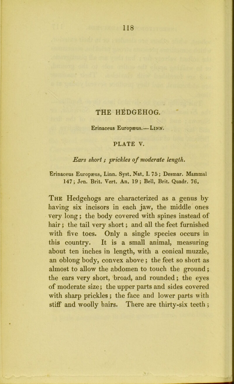 THE HEDGEHOG. Erinaceus Europaeus.—Linn. PLATE V. Ears short ; prickles of moderate length. Erinaceus Europaeus, Linn. Syst. Nat. I. 75; Desmar. Mammal 147; Jen. Brit. Vert. An. 19; Bell, Brit. Quadr. 76. The Hedgehogs are characterized as a genus by having six incisors in each jaw, the middle ones very long; the body covered with spines instead of hair; the tail very short; and all the feet furnished with five toes. Only a single species occurs in this country. It is a small animal, measuring about ten inches in length, with a conical muzzle, an oblong body, convex above; the feet so short as almost to allow the abdomen to touch the ground; the ears very short, broad, and rounded; the eyes of moderate size; the upper parts and sides covered with sharp prickles; the face and lower parts with stiff and woolly hairs. There are thirty-six teeth ;