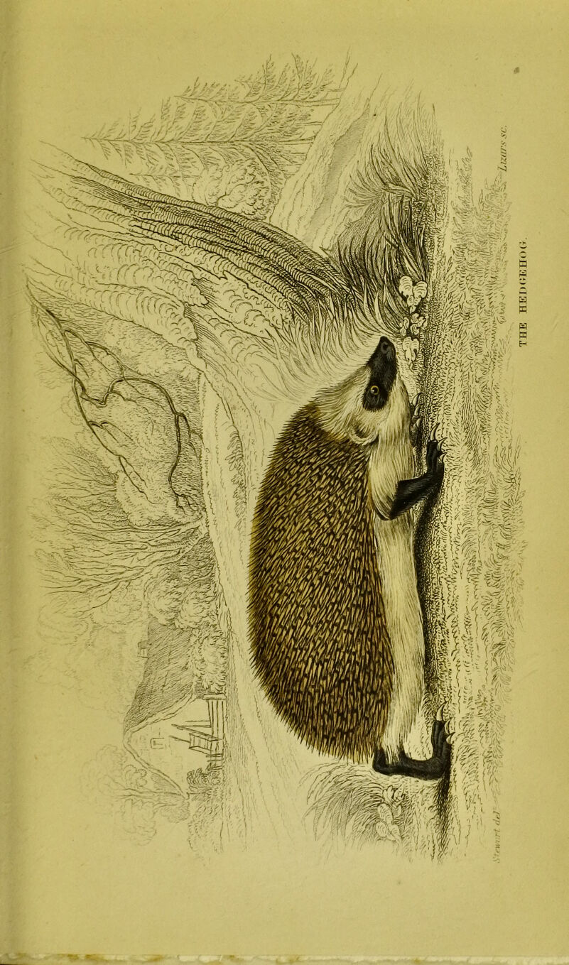 THE HEDCEHcUt