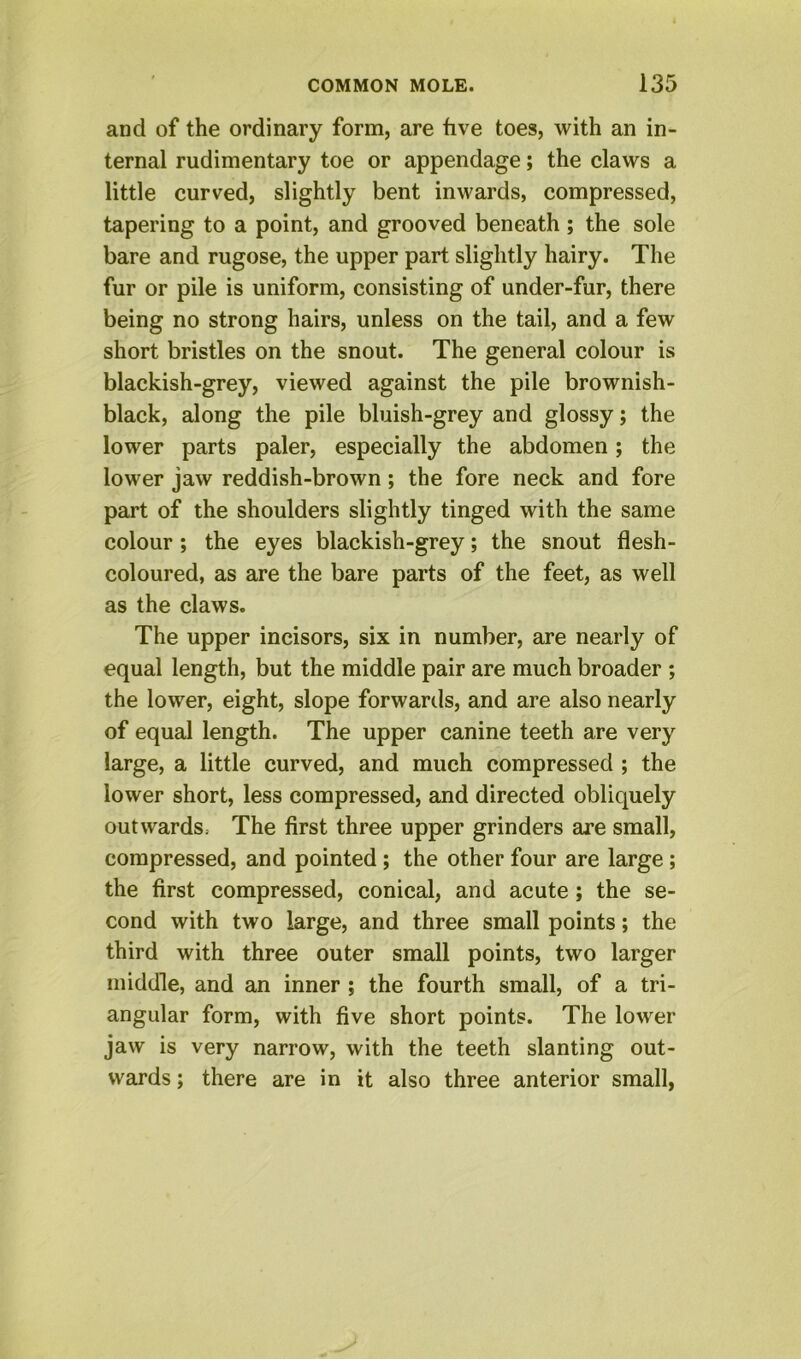 and of the ordinary form, are five toes, with an in- ternal rudimentary toe or appendage; the claws a little curved, slightly bent inwards, compressed, tapering to a point, and grooved beneath ; the sole bare and rugose, the upper part slightly hairy. The fur or pile is uniform, consisting of under-fur, there being no strong hairs, unless on the tail, and a few short bristles on the snout. The general colour is blackish-grey, viewed against the pile brownish- black, along the pile bluish-grey and glossy; the lower parts paler, especially the abdomen; the lower jaw reddish-brown; the fore neck and fore part of the shoulders slightly tinged with the same colour; the eyes blackish-grey; the snout flesh- coloured, as are the bare parts of the feet, as well as the claws. The upper incisors, six in number, are nearly of equal length, but the middle pair are much broader ; the lower, eight, slope forwards, and are also nearly of equal length. The upper canine teeth are very large, a little curved, and much compressed ; the lower short, less compressed, and directed obliquely outwardS: The first three upper grinders are small, compressed, and pointed ; the other four are large; the first compressed, conical, and acute; the se- cond with two large, and three small points; the third with three outer small points, two larger middle, and an inner ; the fourth small, of a tri- angular form, with five short points. The lower jaw is very narrow, with the teeth slanting out- wards ; there are in it also three anterior small,