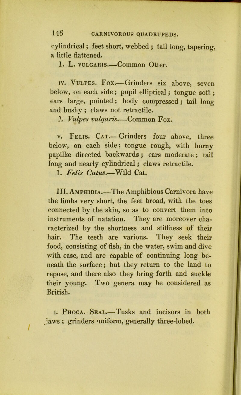 cylindrical; feet short, webbed ; tail long, tapering, a little flattened. I. L. VULGARIS—Common Otter. IV. VuLPES. Fox.—Grinders six above, seven below, on each side; pupil elliptical; tongue soft; ears large, pointed; body compressed; tail long and bushy ; claws not retractile. J. Vulpes vulgaris—Common Fox. V. Felis. Cat—Grinders four above, three below, on each side; tongue rough, with homy papillae directed backwards ; ears moderate; tail long and nearly cylindrical; claws retractile. 1. Felis Catus—Wild Cat. III. Amphibia.—The Amphibious Carnivora have the limbs very short, the feet broad, with the toes connected by the skin, so as to convert them into instruments of natation. They are moreover cha- racterized by the shortness and stiffness of their hair. The teeth are various. They seek their food, consisting of fish, in the water, swim and dive with ease, and are capable of continuing long be- neath the surface; but they return to the land to repose, and there also they bring forth and suckle their young. Two genera may be considered as British. I. Phoca. Seal.—Tusks and incisors in both j'aws ; grinders uniform, generally three-lobed.
