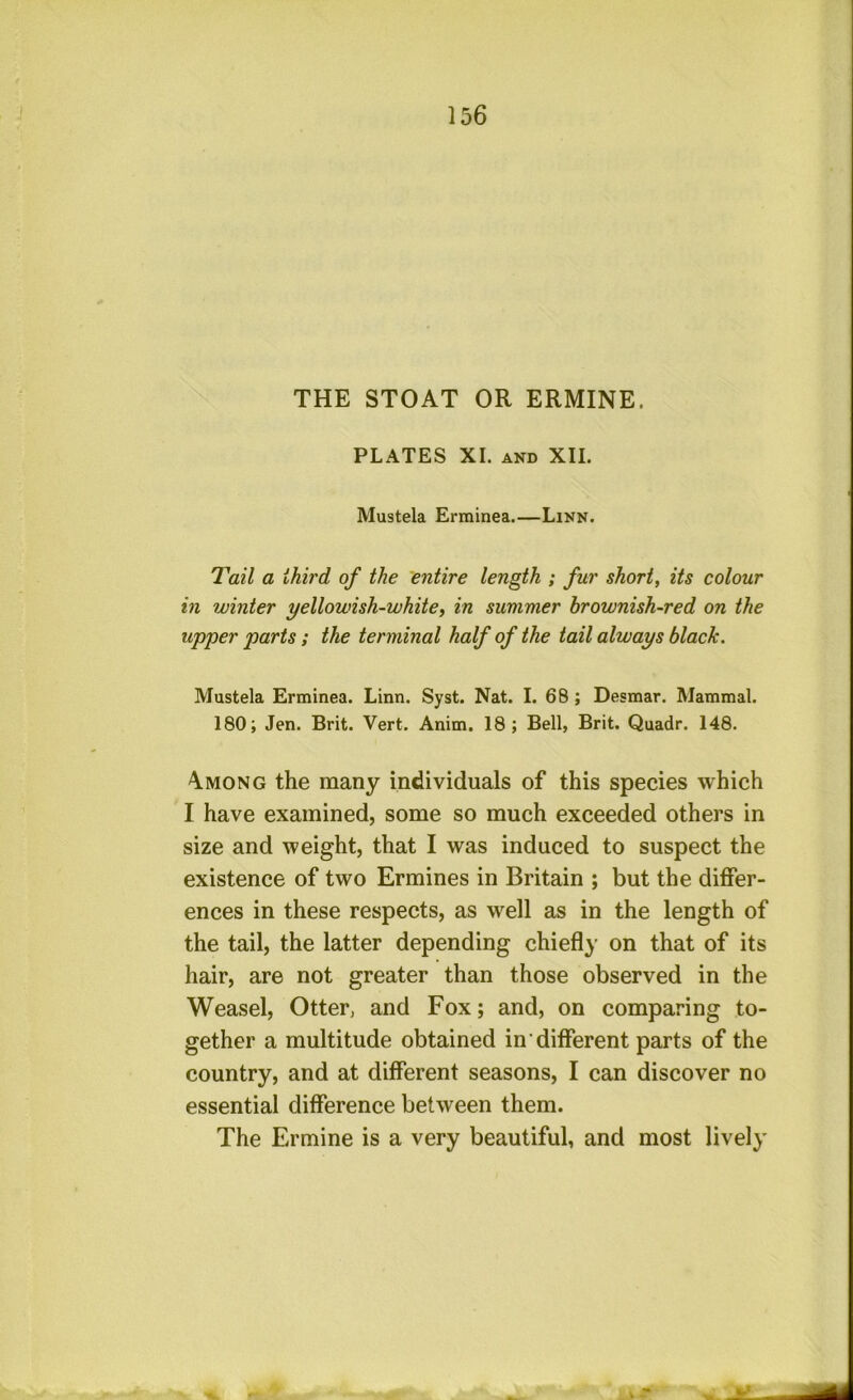 THE STOAT OR ERMINE. PLATES XI. AND XII. Mustek Erminea.—Linn. Tail a third of the entire length ; fur short, its colour in winter yellowish-white, in summer brownish-red on the upper parts; the terminal half of the tail always black. Mustek Erminea. Linn. Syst. Nat. I. 68; Desmar. Mammal. 180; Jen. Brit. Vert. Anim. 18; Bell, Brit. Quadr. 148. Among the many individuals of this species which I have examined, some so much exceeded others in size and weight, that I was induced to suspect the existence of two Ermines in Britain ; but the differ- ences in these respects, as well as in the length of the tail, the latter depending chiefly on that of its hair, are not greater than those observed in the Weasel, Otter, and Fox; and, on comparing to- gether a multitude obtained in different parts of the country, and at different seasons, I can discover no essential difference between them. The Ermine is a very beautiful, and most lively