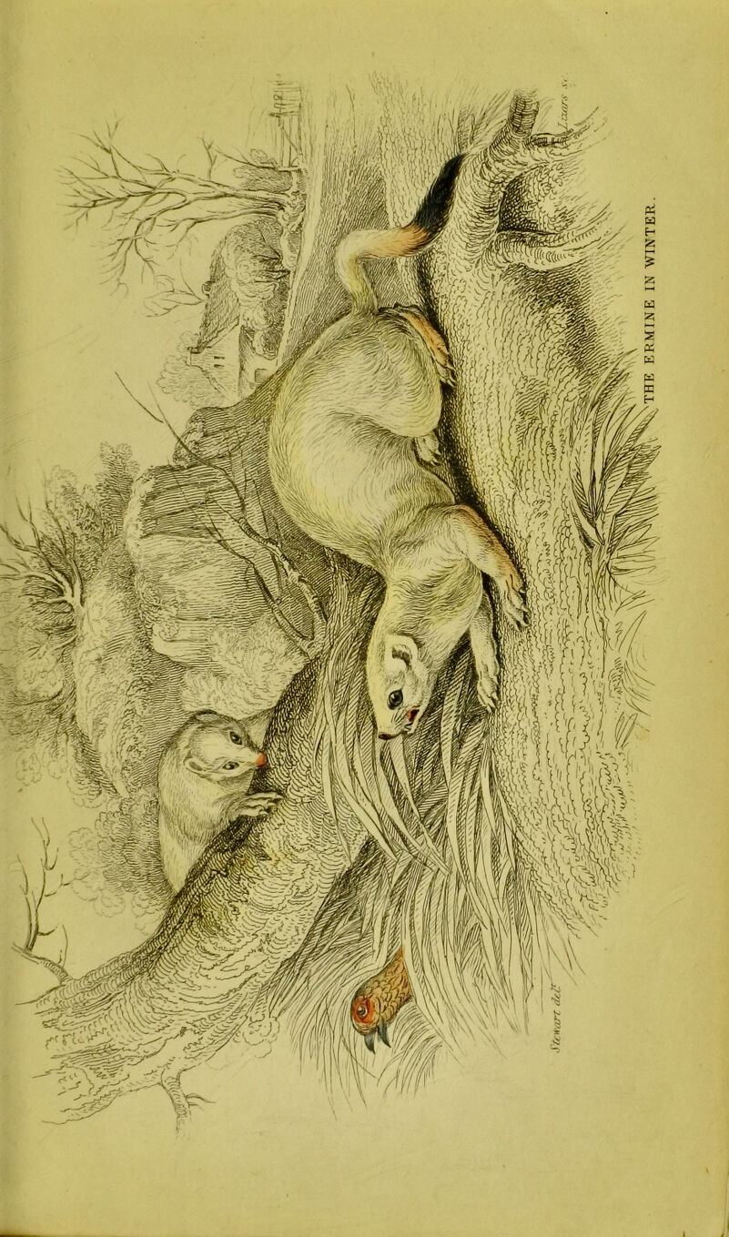 OTHE ERMINE IN WINTER,