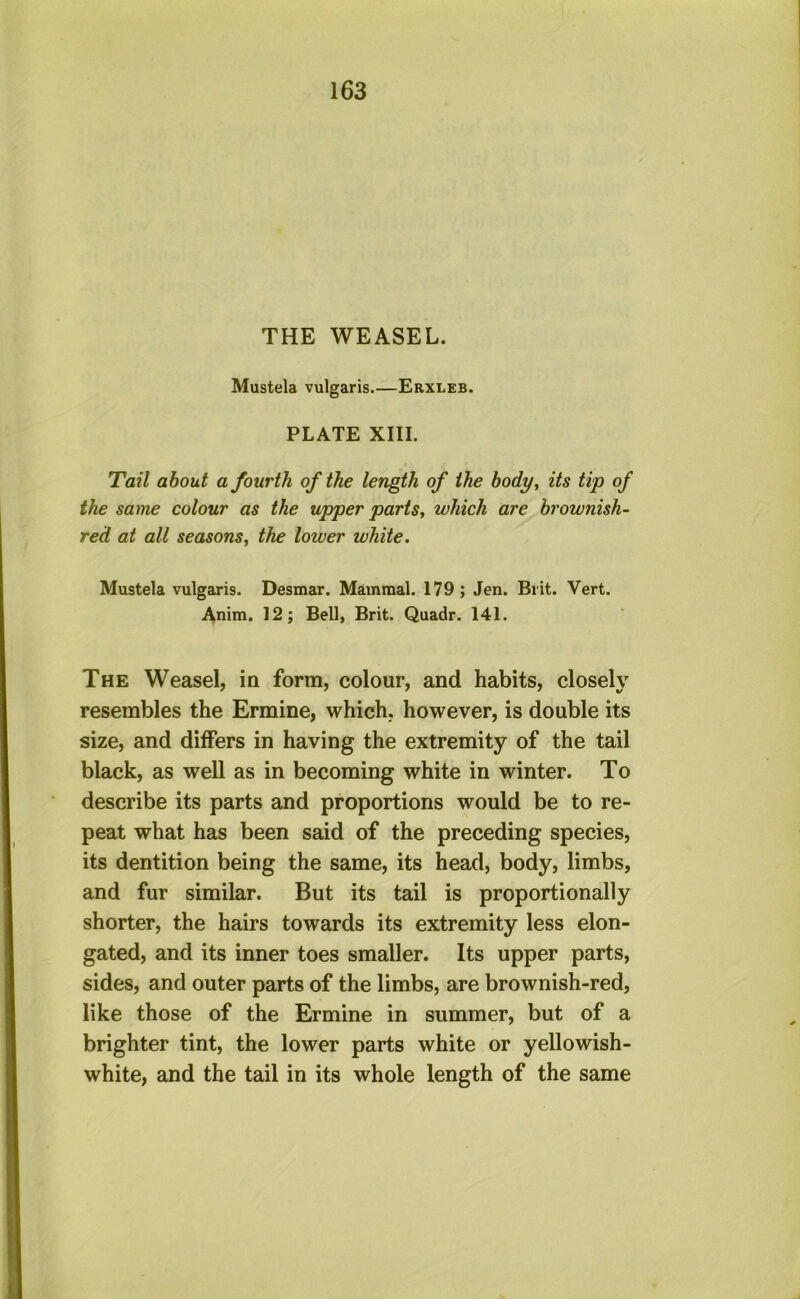THE WEASEL. Mustek vulgaris.—Erxleb. PLATE XIII. Tail about a fourth of the length of the body, its tip of the same colour as the upper parts, which are brownish- red at all seasons, the lower white. Mustek vulgaris. Desmar. Mammal. 179; Jen. Brit. Vert. Anim. 12; Bell, Brit. Quadr. 141. The Weasel, in form, colour, and habits, closely resembles the Ermine, which, however, is double its size, and differs in having the extremity of the tail black, as well as in becoming white in winter. To describe its parts and proportions would be to re- peat what has been said of the preceding species, its dentition being the same, its head, body, limbs, and fur similar. But its tail is proportionally shorter, the hairs towards its extremity less elon- gated, and its inner toes smaller. Its upper parts, sides, and outer parts of the limbs, are brownish-red, like those of the Ermine in summer, but of a brighter tint, the lower parts white or yellowish- white, and the tail in its whole length of the same
