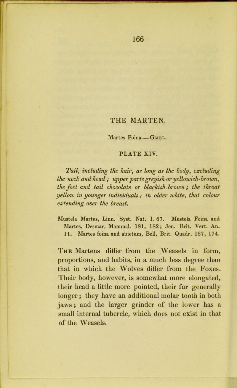 THE MARTEN. Martes Foina.—Gmei.. PLATE XIV. Tail, including the hair, as long as the body, excluding the neck and head; upper yarts greyish or yellowish-brown, the feet and tail chocolate or blackish-brown ; the throat yellow in younger individuals; in older white, that colour extending over the breast. Mustek Martes, Linn. Syst. Nat. I. 67. Mustek Foina and Martes, Desmar. Mammal. 181, 182; Jen. Brit. Vert. An. 11. Martes foina and abietum. Bell, Brit. Quadr. 167, 174. The Martens differ from the Weasels in form, proportions, and habits, in a much less degree than that in which the Wolves differ from the Foxes. Their body, however, is somewhat more elongated, their head a little more pointed, their fur generally longer; they have an additional molar tooth in both jaws ; and the larger grinder of the lower has a small internal tubercle, which does not exist in that of the Weasels.