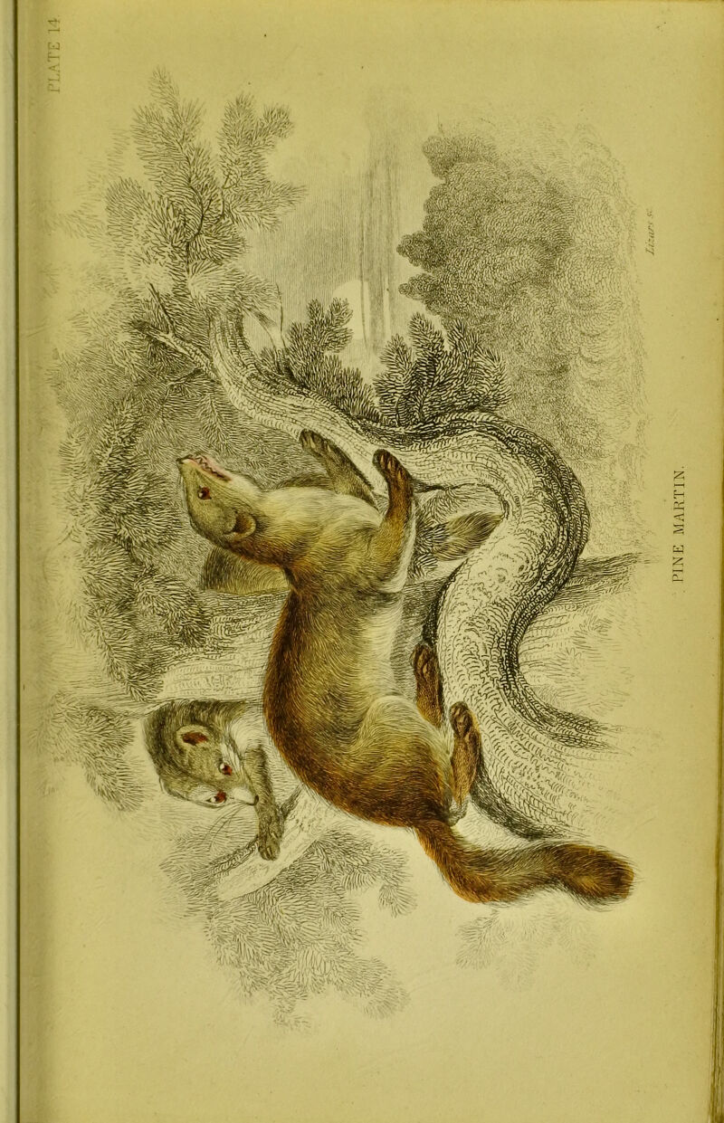 PT.ATE 14 PINE MARTIN