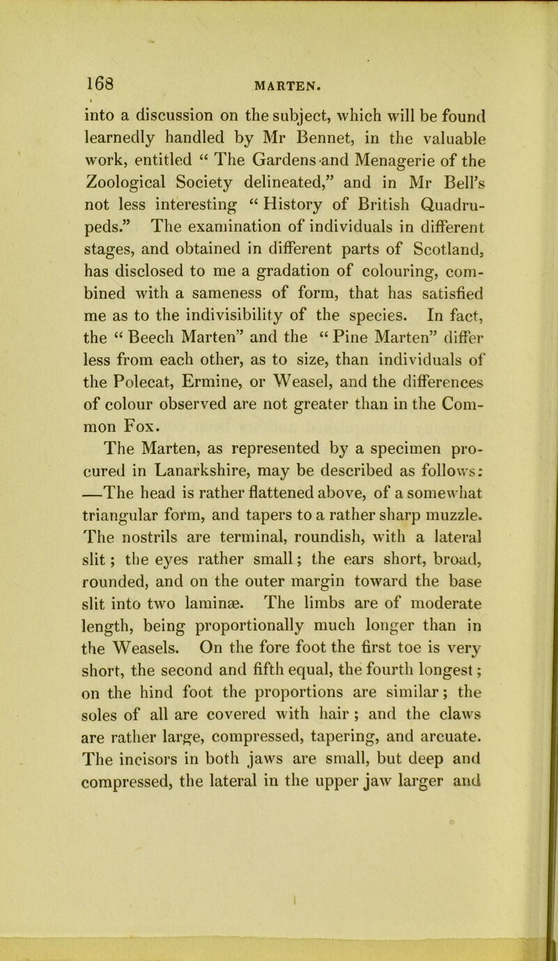 into a discussion on the subject, which will be found learnedly handled by Mr Bennet, in the valuable work, entitled “ The Gardens and Menagerie of the Zoological Society delineated,” and in Mr Bell’s not less interesting “ History of British Quadru- peds.” The examination of individuals in different stages, and obtained in different parts of Scotland, has disclosed to me a gradation of colouring, com- bined with a sameness of form, that has satisfied me as to the indivisibility of the species. In fact, the “ Beech Marten” and the “ Pine Marten” differ less from each other, as to size, than individuals of the Polecat, Ermine, or Weasel, and the differences of colour observed are not greater than in the Com- mon Fox. The Marten, as represented by a specimen pro- cured in Lanarkshire, may be described as follows; —The head is rather flattened above, of a somewhat triangular form, and tapers to a rather sharp muzzle. The nostrils are terminal, roundish, with a lateral slit; the eyes rather small; the ears short, broad, rounded, and on the outer margin toward the base slit into two laminae. The limbs are of moderate length, being proportionally much longer than in the Weasels. On the fore foot the first toe is very short, the second and fifth equal, the fourth longest; on the hind foot the proportions are similar; the soles of all are covered with hair ; and the claws are rather large, compressed, tapering, and arcuate. The incisors in both jaws are small, but deep and compressed, the lateral in the upper jaw larger and I