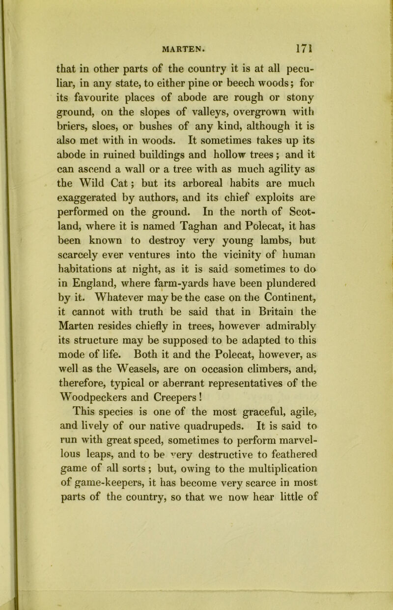 that in other parts of the country it is at all pecu- liar, in any state, to either pine or beech woods; for its favourite places of abode are rough or stony ground, on the slopes of valleys, overgrown with briers, sloes, or bushes of any kind, although it is also met wdth in woods. It sometimes takes up its abode in ruined buildings and hollow trees; and it can ascend a wall or a tree with as much agility as the Wild Cat; but its arboreal habits are much exaggerated by authors, and its chief exploits are performed on the ground. In the north of Scot- land, where it is named Taghan and Polecat, it has been known to destroy very young lambs, but scarcely ever ventures into the vicinity of human habitations at night, as it is said sometimes to do in England, where farm-yards have been plundered by it. Whatever may be the case on the Continent, it cannot with truth be said that in Britain the Marten resides chiefly in trees, however admirably its structure may be supposed to be adapted to this mode of life. Both it and the Polecat, however, as well as the Weasels, are on occasion climbers, and, therefore, typical or aberrant representatives of the Woodpeckers and Creepers! This species is one of the most graceful, agile, and lively of our native quadrupeds. It is said to run with great speed, sometimes to perform marvel- lous leaps, and to be very destructive to feathered game of all sorts ; but, owing to the multiplication of game-keepers, it has become very scarce in most parts of the country, so that we now hear little of