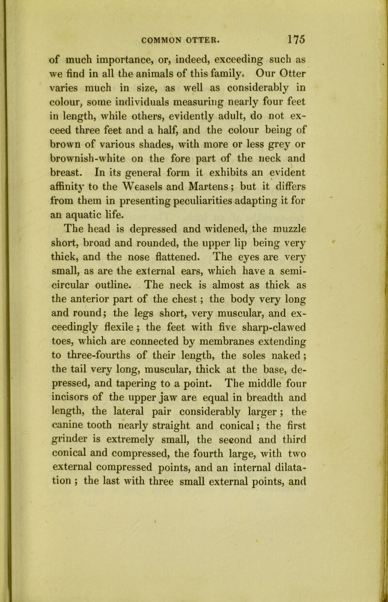 of much importance, or, indeed, exceeding such as we find in all the animals of this family. Our Otter varies much in size, as well as considerably in colour, some individuals measuring nearly four feet in length, while others, evidently adult, do not ex- ceed three feet and a half, and the colour being of brown of various shades, with more or less grey or brownish-white on the fore part of the neck and breast. In its general form it exhibits an evident affinity to the Weasels and Martens; but it differs from them in presenting peculiarities adapting it for an aquatic life. The head is depressed and widened, the muzzle short, broad and rounded, the upper lip being very thick, and the nose flattened. The eyes are very small, as are the external ears, which have a semi- circular outline. The neck is almost as thick as the anterior part of the chest; the body very long and round; the legs short, very muscular, and ex- ceedingly flexile; the feet with five sharp-clawed toes, which are connected by membranes extending to three-fourths of their length, the soles naked; the tail very long, muscular, thick at the base, de- pressed, and tapering to a point. The middle four incisors of the upper jaw are equal in breadth and length, the lateral pair considerably larger; the canine tooth nearly straight and conical; the first grinder is extremely small, the second and third conical and compressed, the fourth large, with two external compressed points, and an internal dilata- tion ; the last with three small external points, and