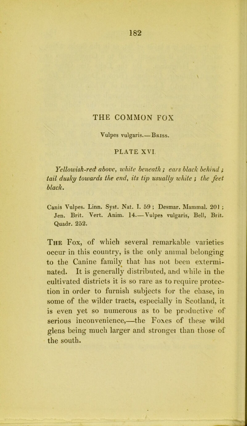 THE COMMON FOX \ Vulpes vulgaris Bkiss. PLATE XVI Yellowish-red above, white beneath ; ears black behind ; tail dusky towards the end, its tip usually white ; the feet black. Canis Vulpes. Linn. Syst. Nat. I. 59 ; Desmar. Mammal. 201 ; Jen. Brit. Vert. Anim. 14—Vulpes vulgaris, Bell, Brit. Quadr. 252. The Fox, of which several remarkable varieties occur in this country, is the only animal belonging to the Canine family that has not been extermi- nated. It is generally distributed, and while in the cultivated districts it is so rare as to require protec- tion in order to furnish subjects for the chase, in some of the wilder tracts, especially in Scotland, it is even yet so numerous as to be productive of serious inconvenience,—the Foxes of these wild glens being much larger and strongei than those of the south.