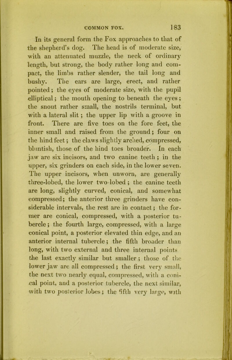 In its general form the Fox approaches to that of the shepherd’s dog. The head is of moderate size, with an attenuated muzzle, the neck of ordinary length, but strong, the body rather long and com- pact, the limbs rather slender, the tail long and bushy. The ears are large, erect, and rather pointed; the eyes of moderate size, with the pupil elliptical; the mouth opening to beneath the eyes; the snout rather small, the nostrils terminal, but with a lateral slit; the upper lip with a groove in front. There are five toes on the fore feet, the inner small and raised from the ground; four on the hind feet; the claws slightly arched, compressed, bluntish, those of the hind toes broader. In each jaw are six incisors, and two canine teeth ; in the upper, six grinders on each side, in the lower seven. The upper incisors, when unworn, are generally three-lobed, the lower twodobed ; the canine teeth are long, slightly curved, conical, and somew^hat compressed; the anterior three grinders have con- siderable intervals, the rest are in contact; the for- mer are conical, compressed, with a posterior tu - bercle ; the fourth large, compressed, with a large conical point, a posterior elevated thin edge, and an anterior internal tubercle; the fifth broader than long, with two external and three internal points the last exactly similar but smaller ; those of the lower jaw are all compressed; the first very small, the next tw^o nearly equal, compressed, with a coni- cal point, and a posterior tubercle, the next similar, with two posterior lobes ; the ^fth very large, with