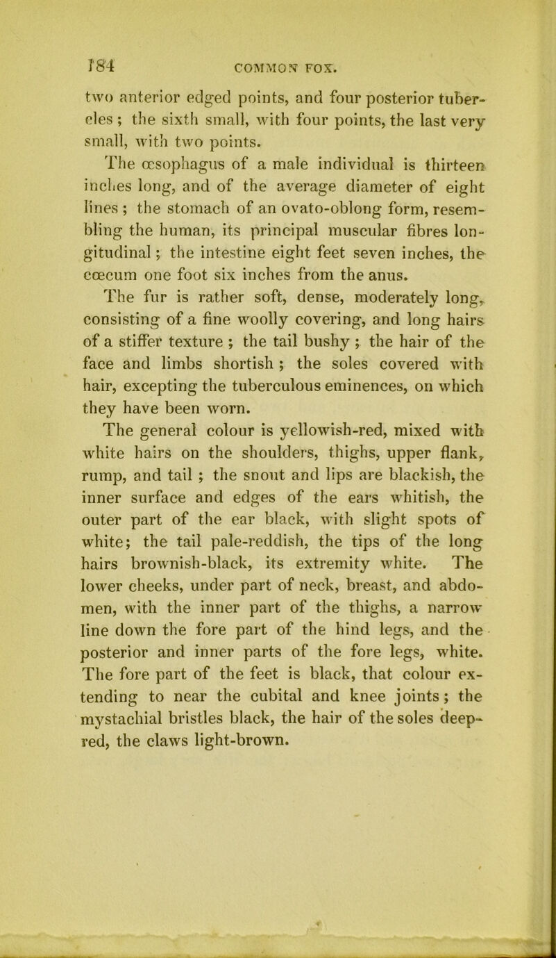 two anterior edged points, and four posterior tuber- cles ; the sixth small, with four points, the last very small, with two points. The oesophagus of a male individual is thirteen inches long, and of the average diameter of eight lines ; the stomach of an ovato-oblong form, resem- bling the human, its principal muscular fibres lon- gitudinal ; the intestine eight feet seven inches, the coecum one foot six inches from the anus. The fur is rather soft, dense, moderately long,, consisting of a fine woolly covering, and long hairs of a stiffer texture ; the tail bushy ; the hair of the face and limbs shortish ; the soles covered with hair, excepting the tuberculous eminences, on which they have been worn. The general colour is yellowish-red, mixed with white hairs on the shoulders, thighs, upper flank,, rump, and tail ; the snout and lips are blackish, the inner surface and edges of the ears whitish, the outer part of the ear black, with slight spots of white; the tail pale-reddish, the tips of the long hairs brownish-black, its extremity white. The lower cheeks, under part of neck, breast, and abdo- men, with the inner part of the thighs, a narrow- line down the fore part of the hind legs, and the posterior and inner parts of the fore legs, white. The fore part of the feet is black, that colour ex- tending to near the cubital and knee joints; the mystachial bristles black, the hair of the soles deep* red, the claws light-brown.